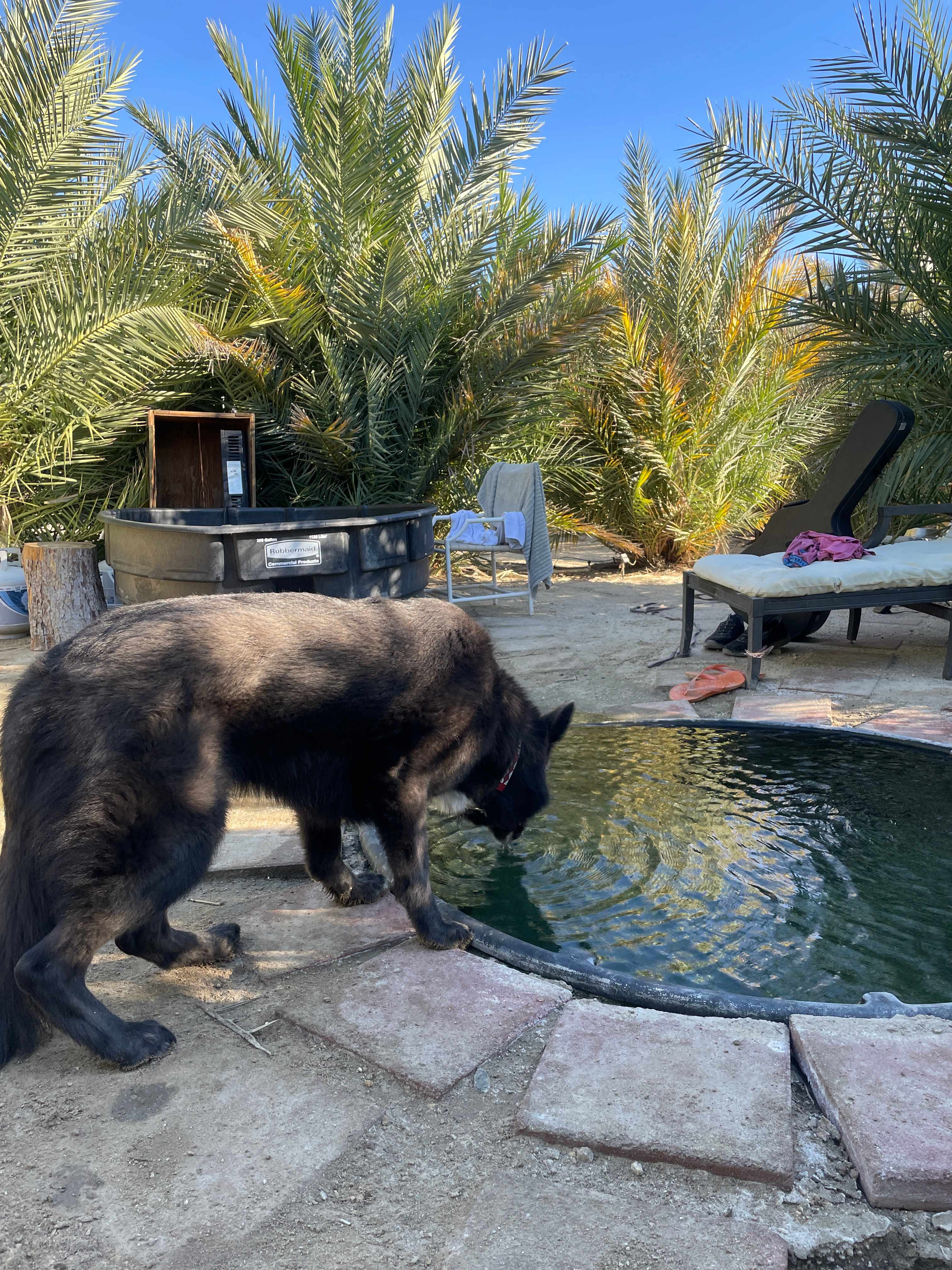 Mineral Spring Date Farm