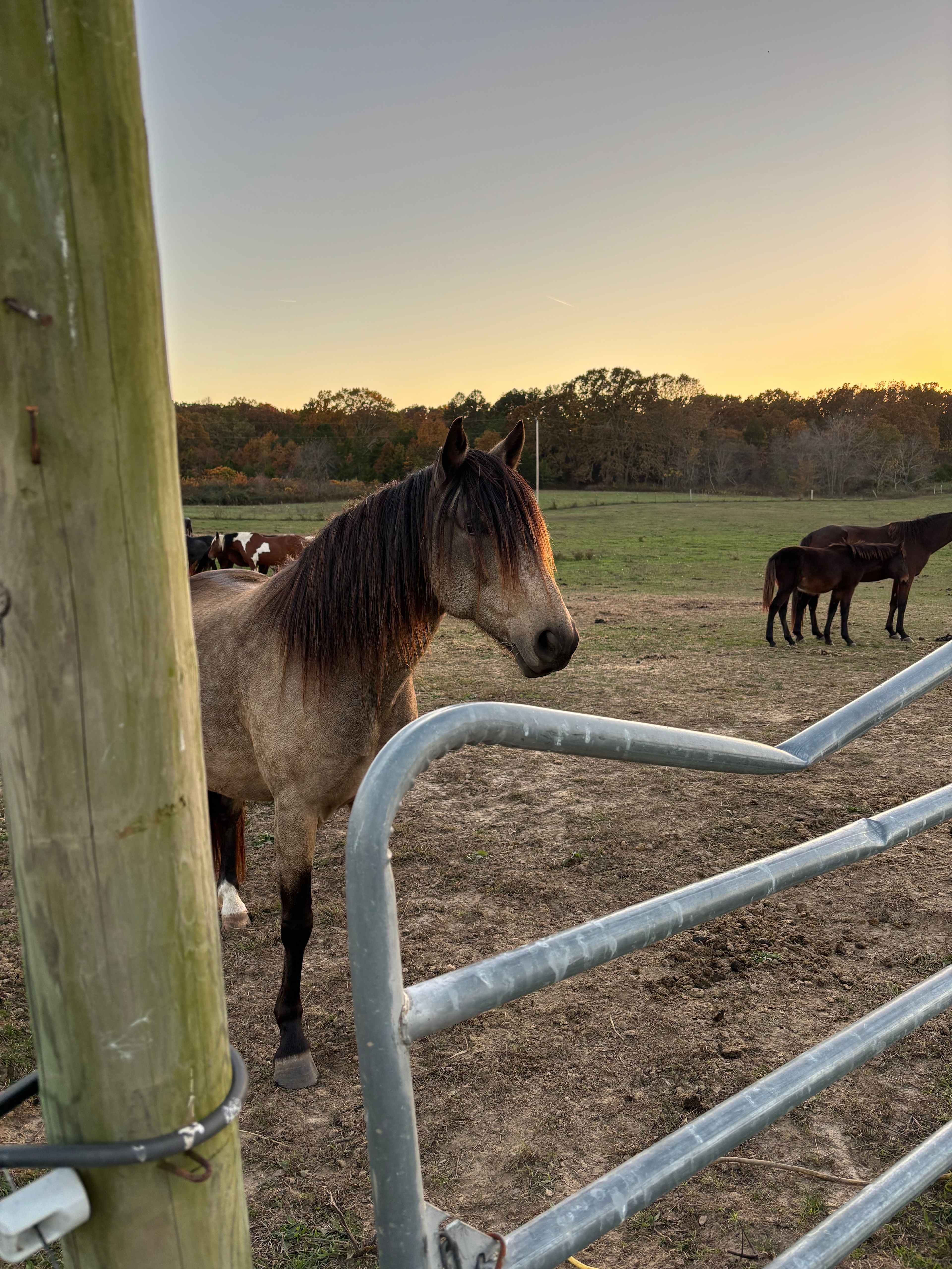 Delightful 1 bedroom peaceful tiny house