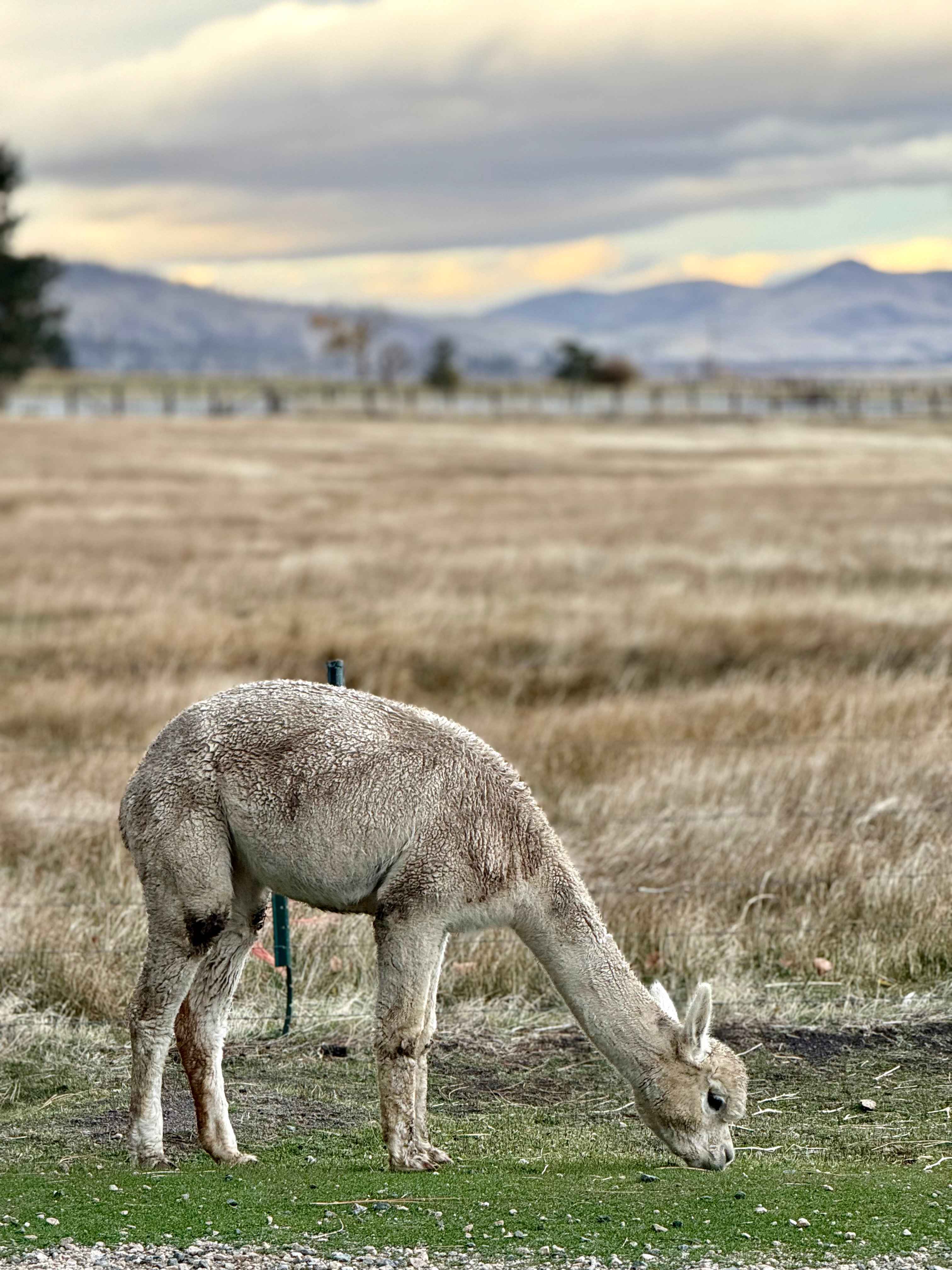 L.Davis Ranch and Olde LYFE Alpacas