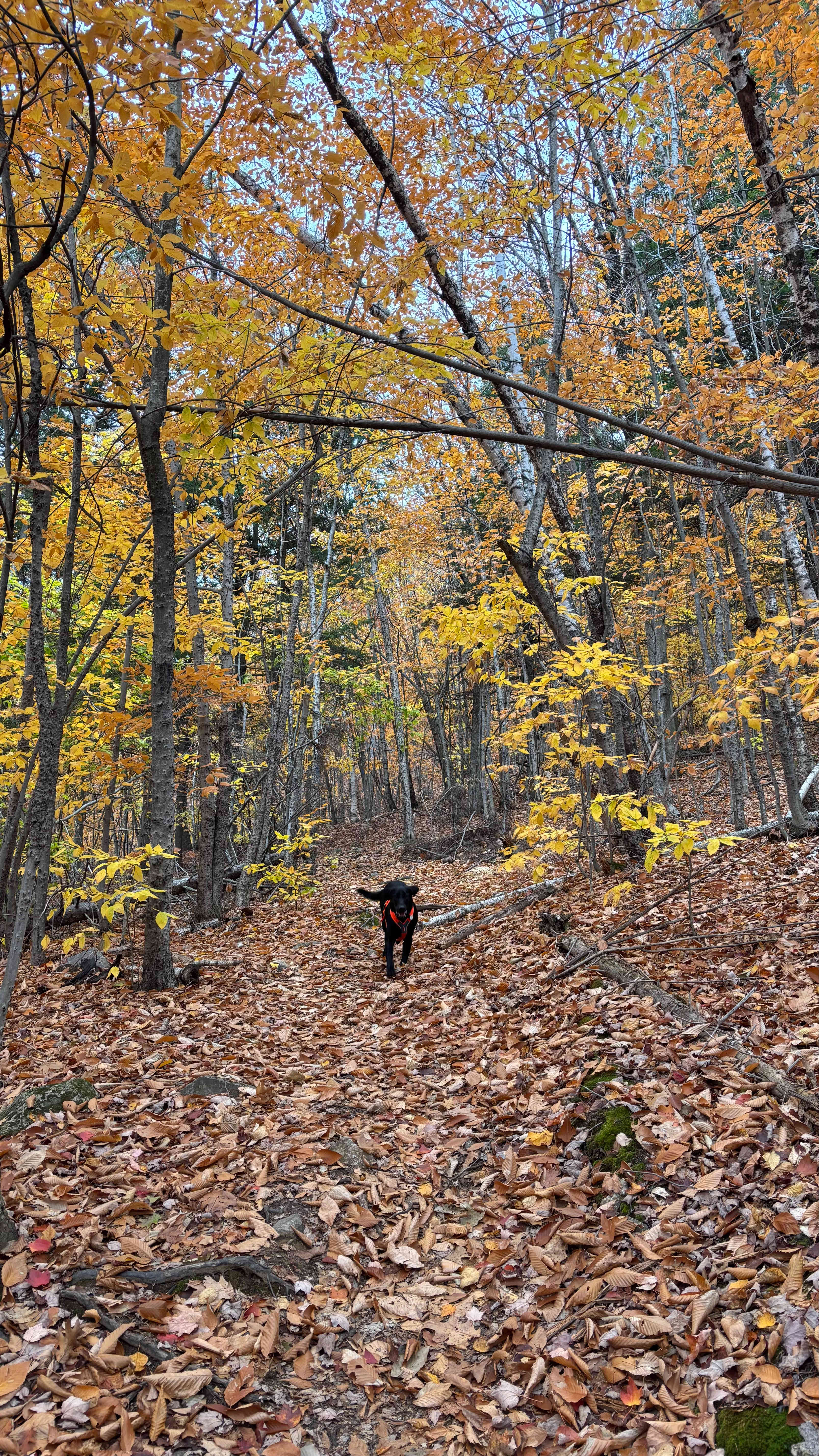 Magical Mountain River retreat