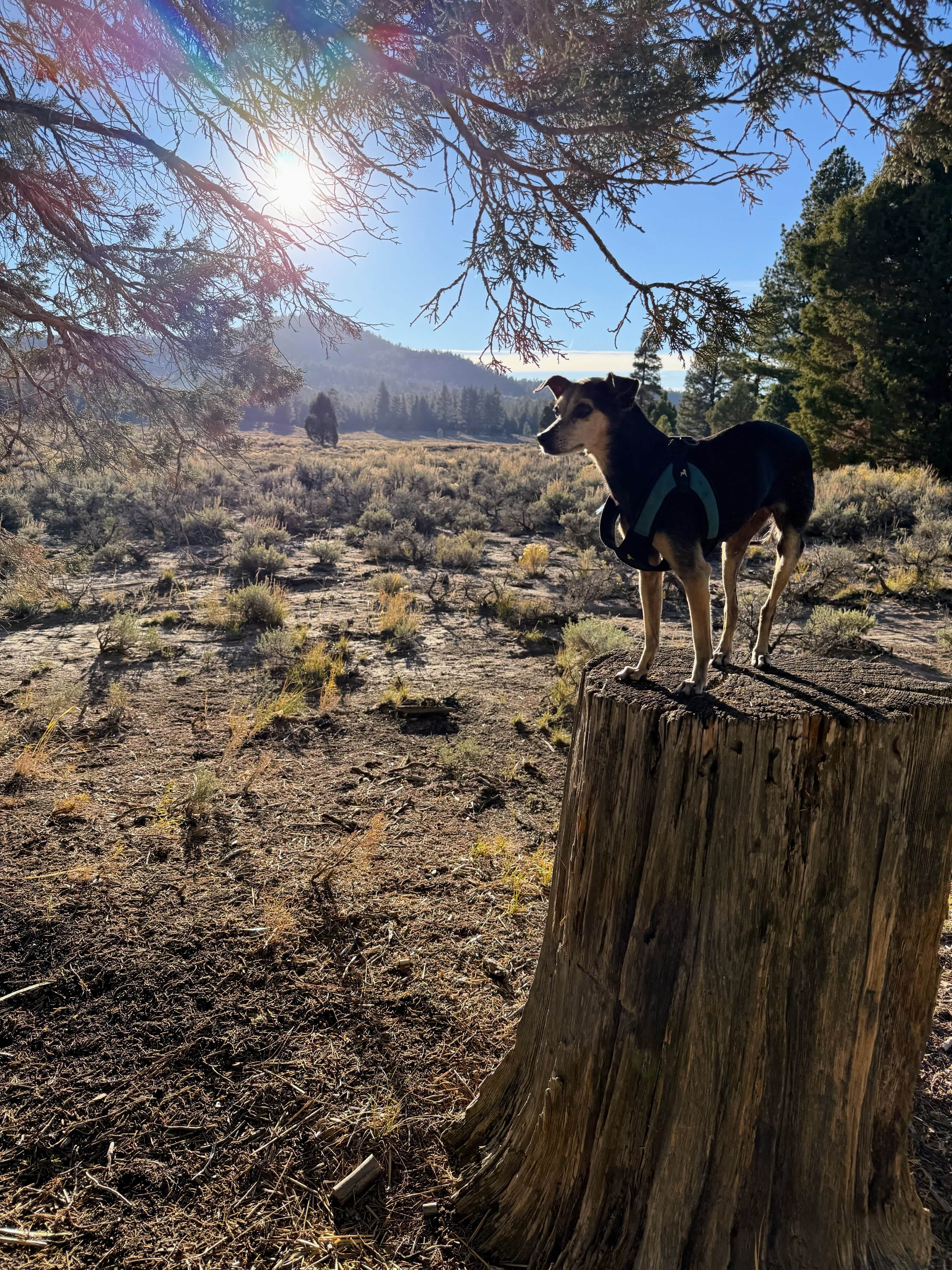 Holcomb Valley Ranch
