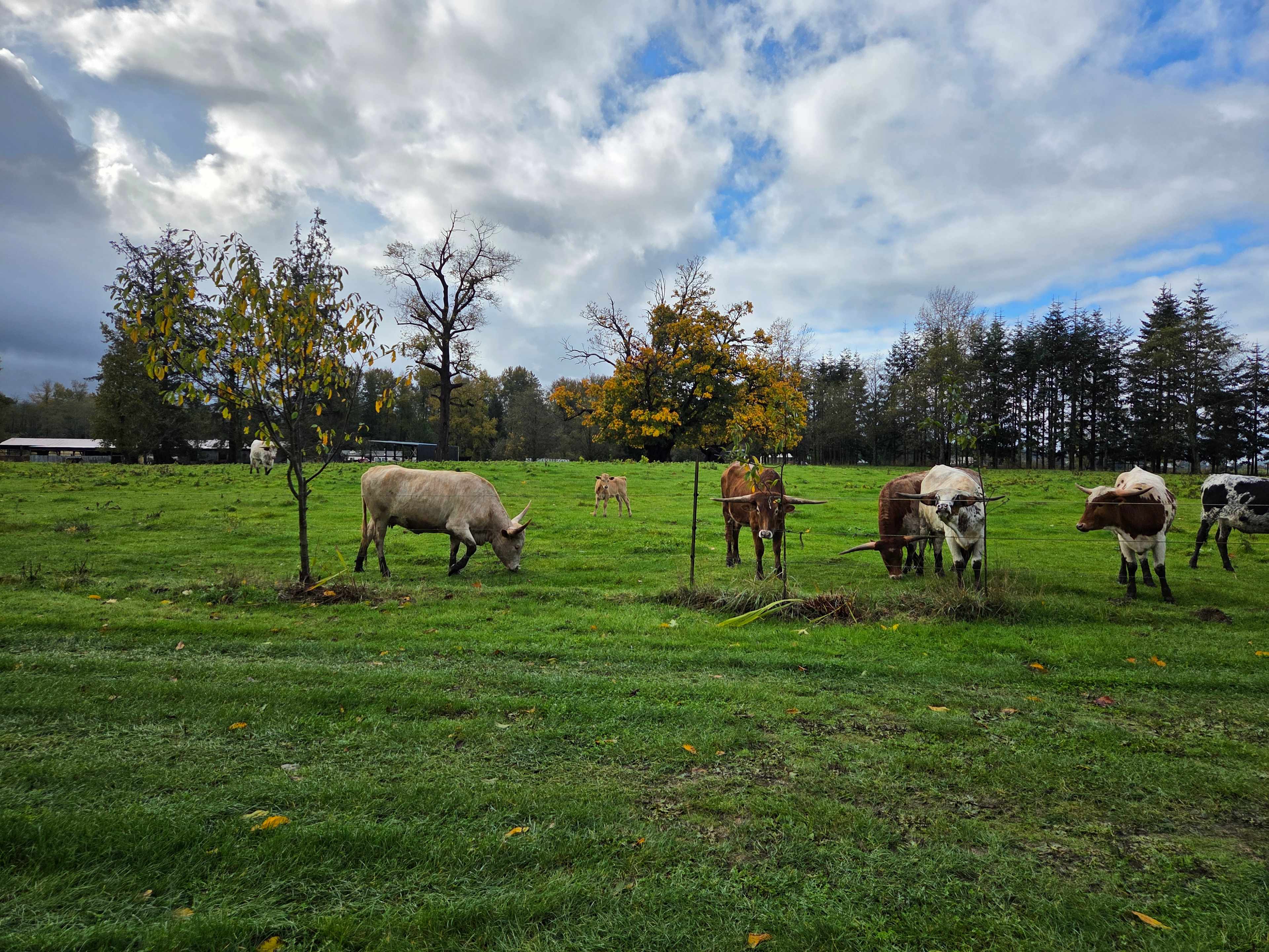 Tillamook - Trask River