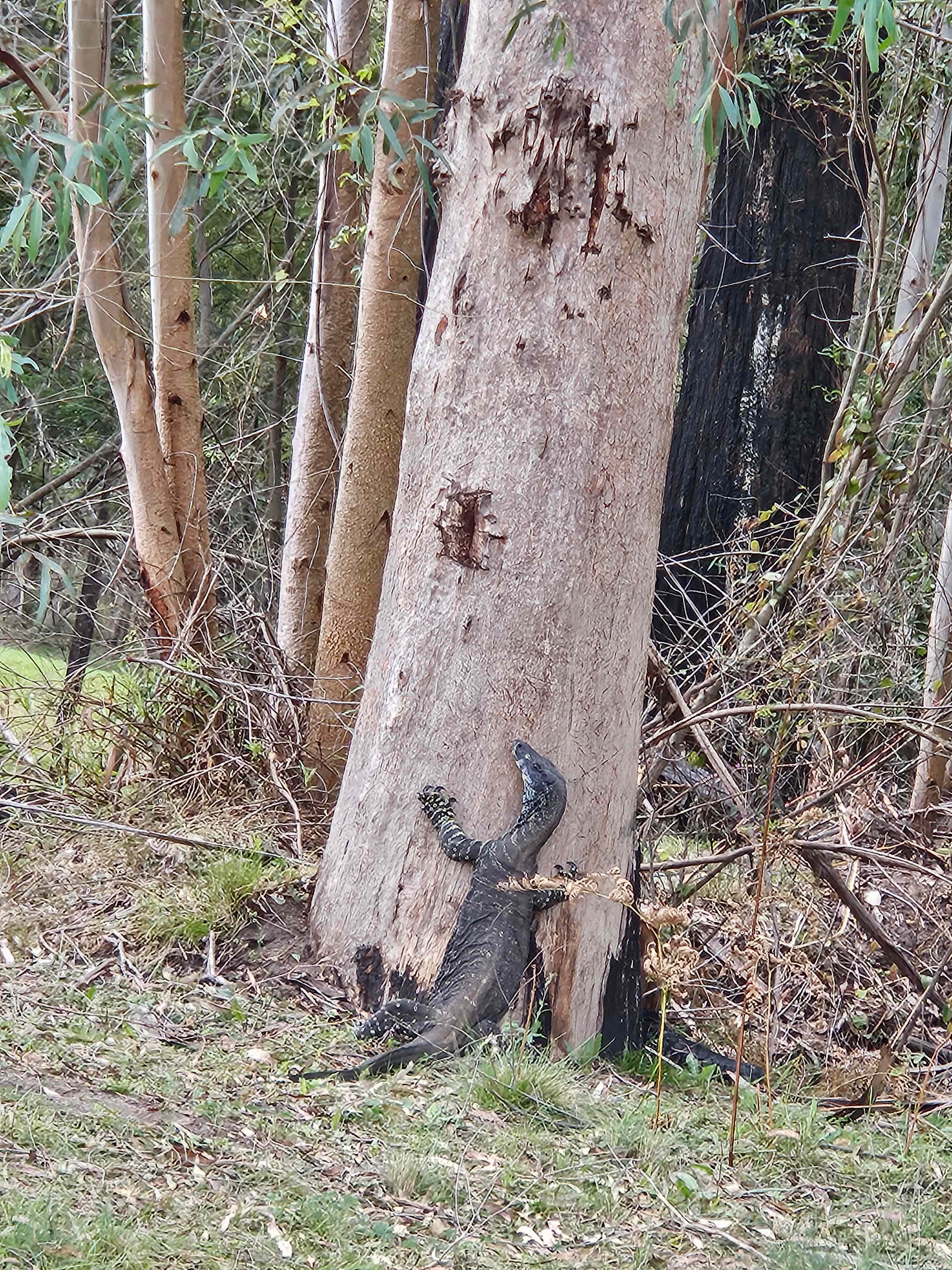 Nerrigundah Tuross River Camping