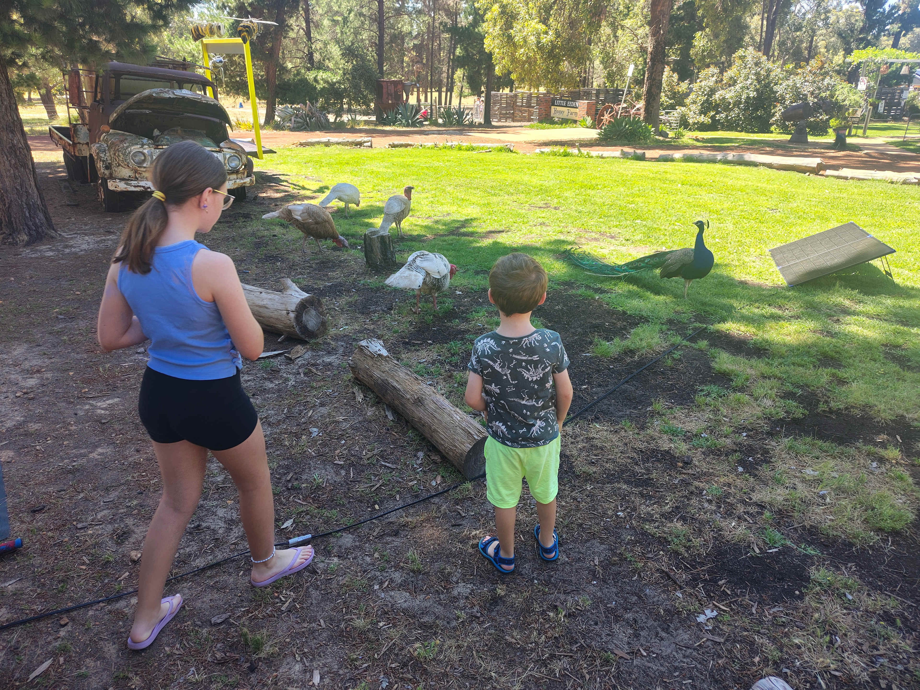 Little Eeden Farm Pine Camp