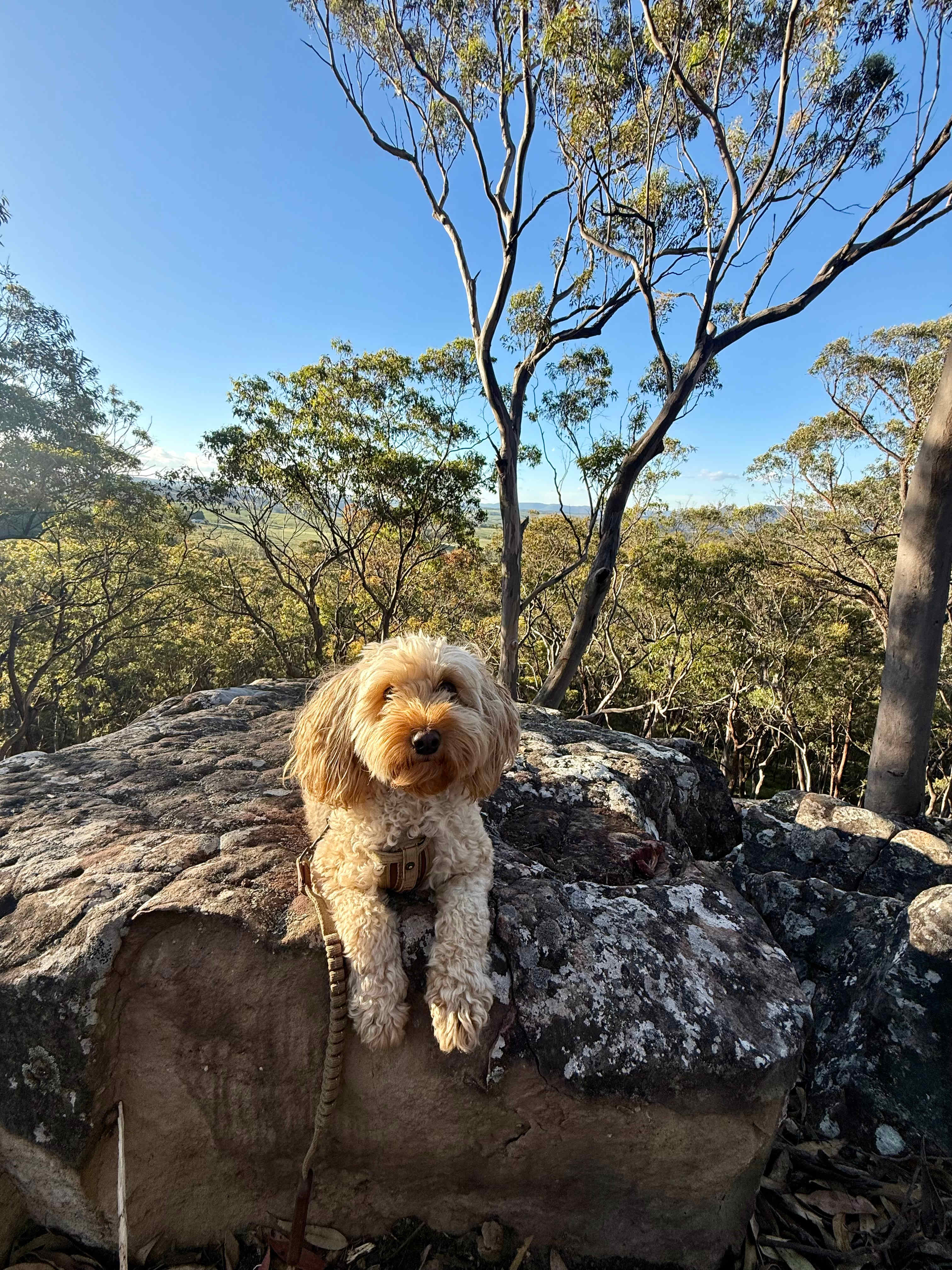 Wildwoods - Private bush surrounds