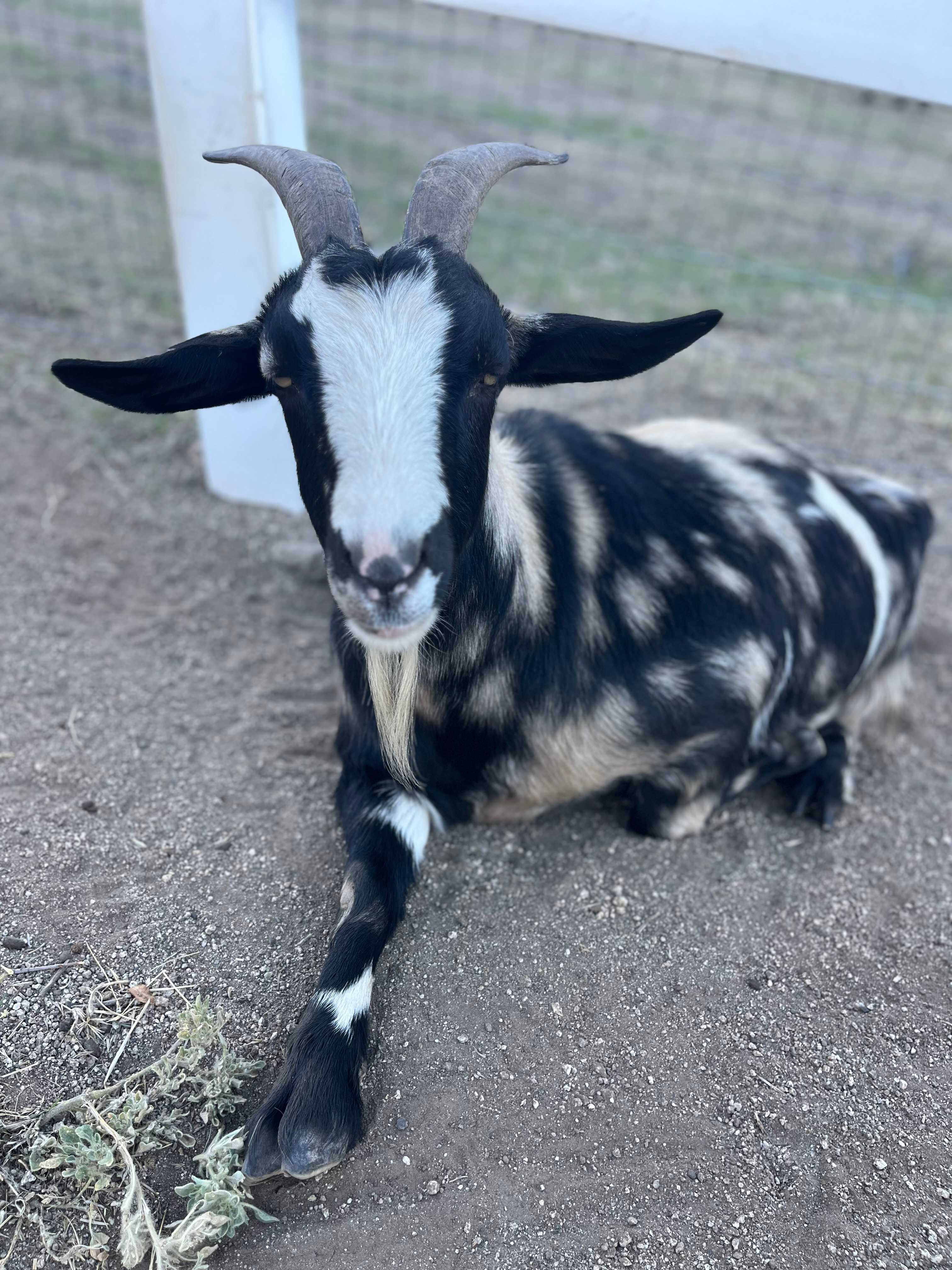 Loomerland Ranch and Retreat