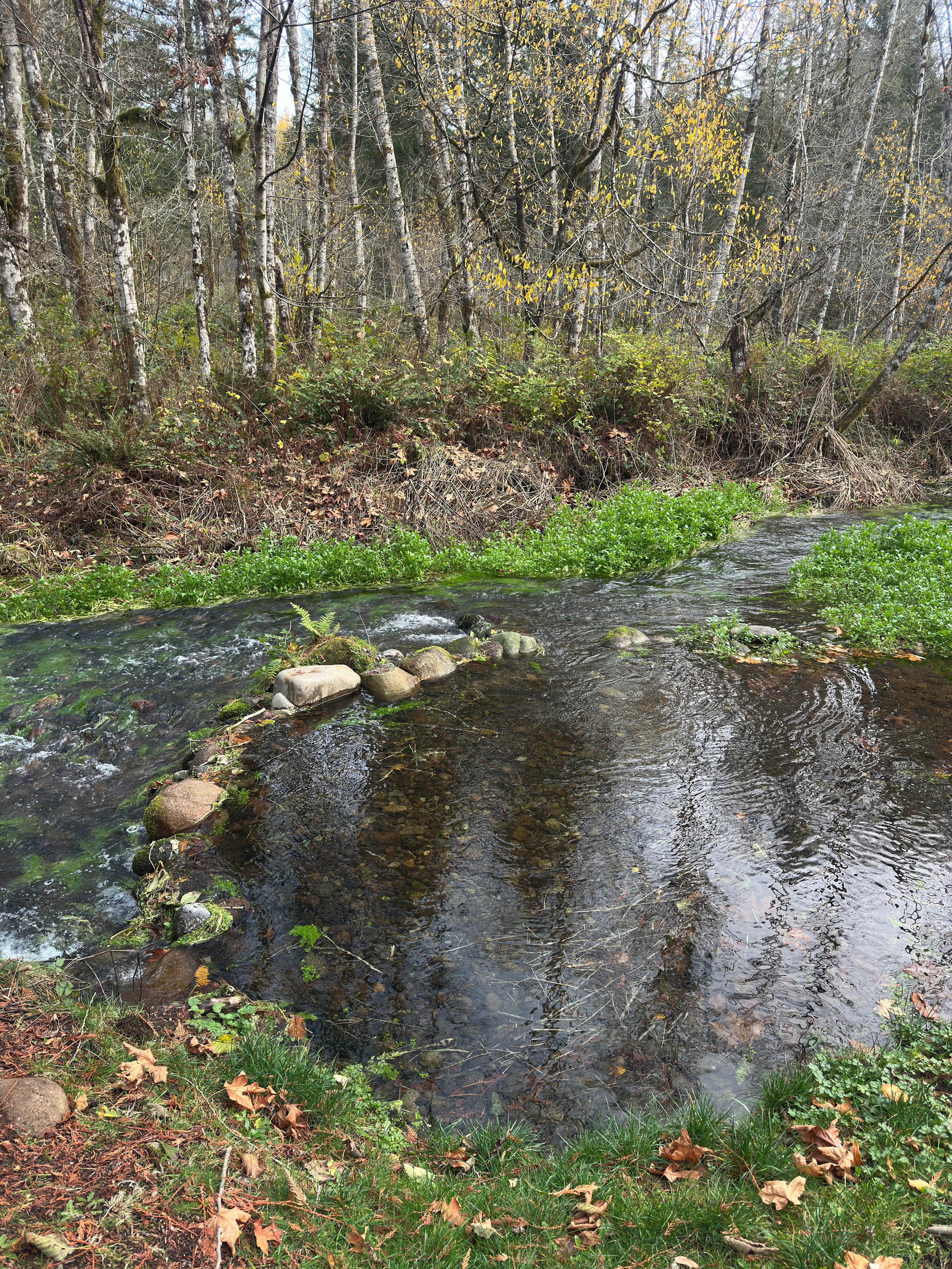 Secluded Creekside Camp
