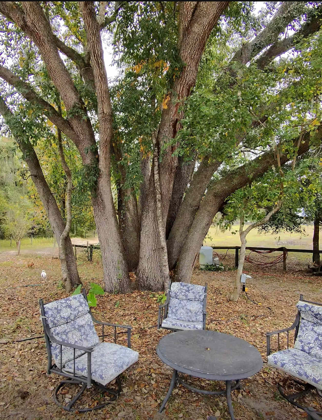 Big Oak Farm  Dog And Horse Camping