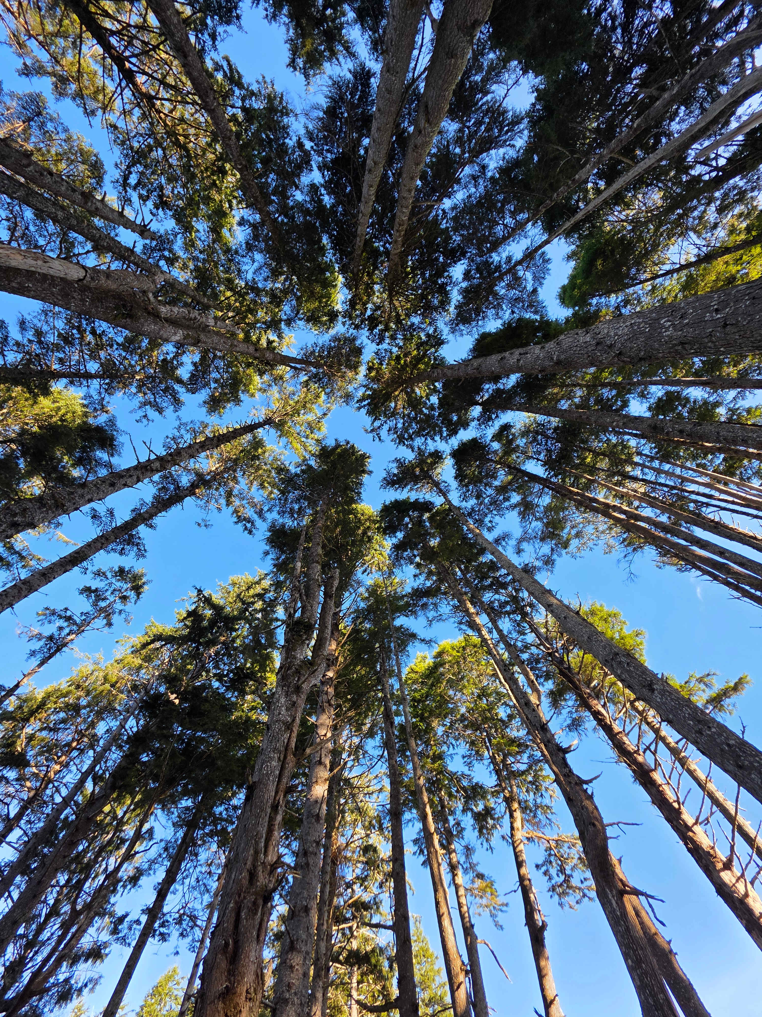Wild WA Coast Lookout ($75 - $125)