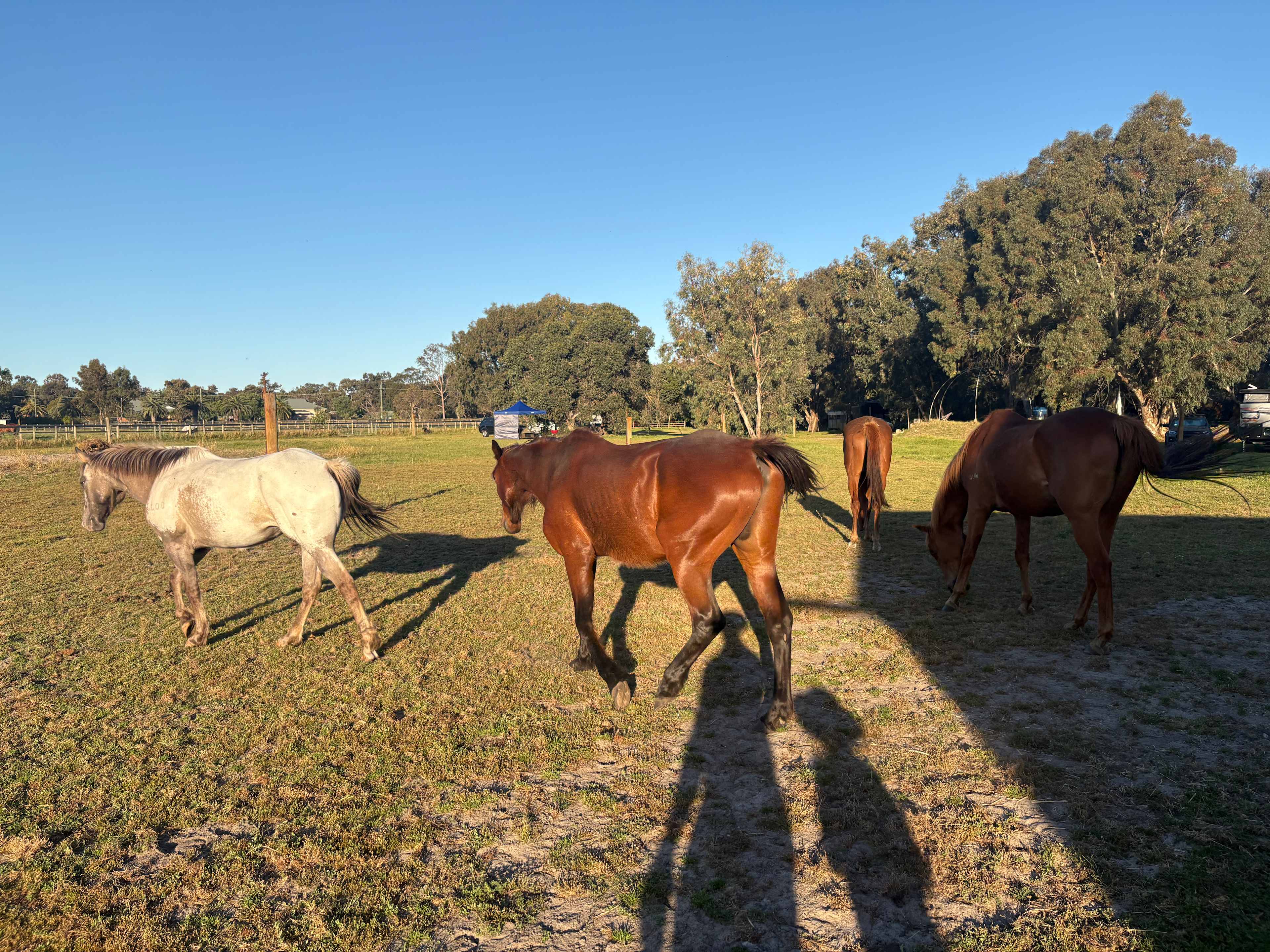 Everything Horses Ltd