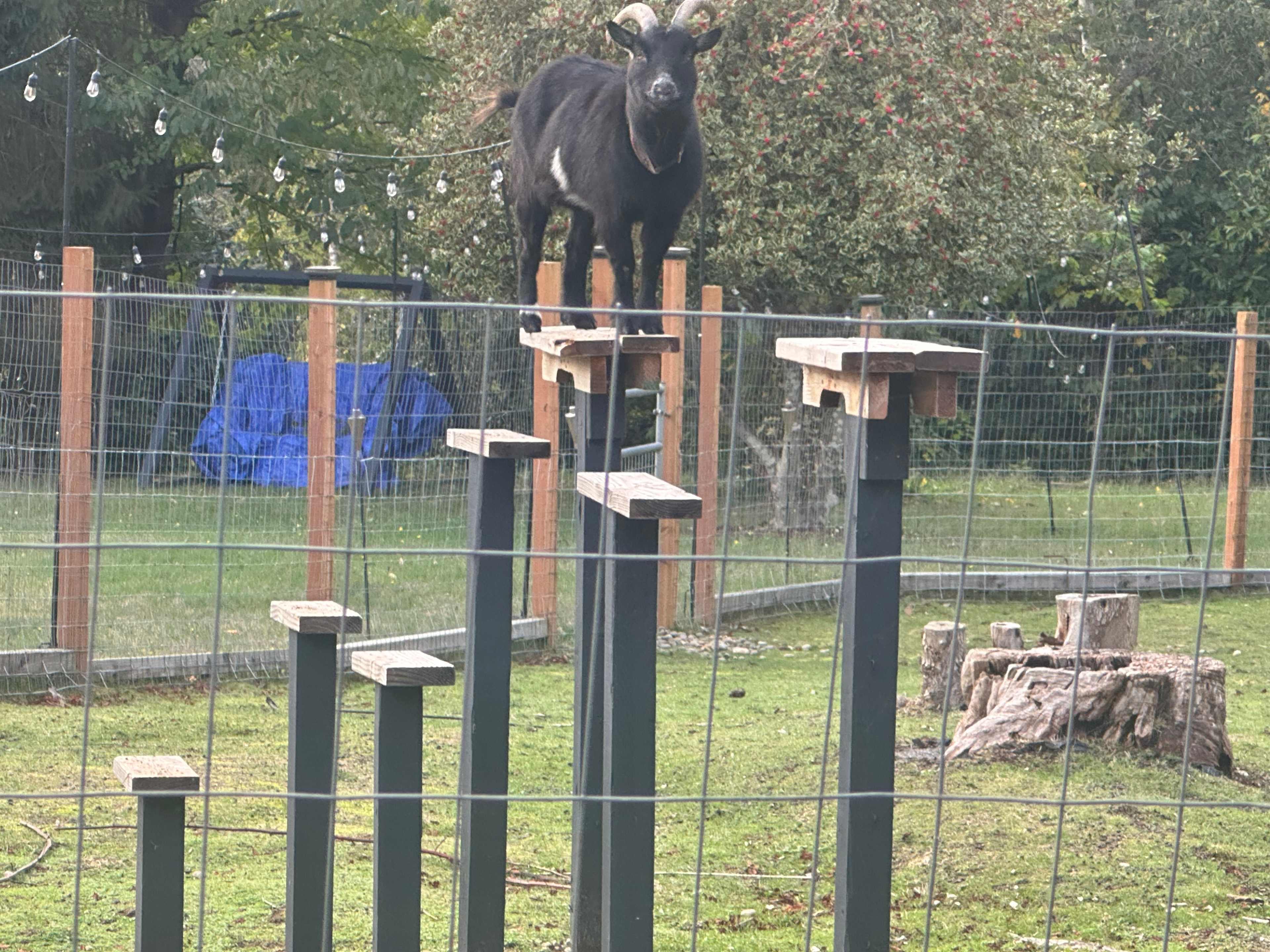 Laughing Leaf Cottage