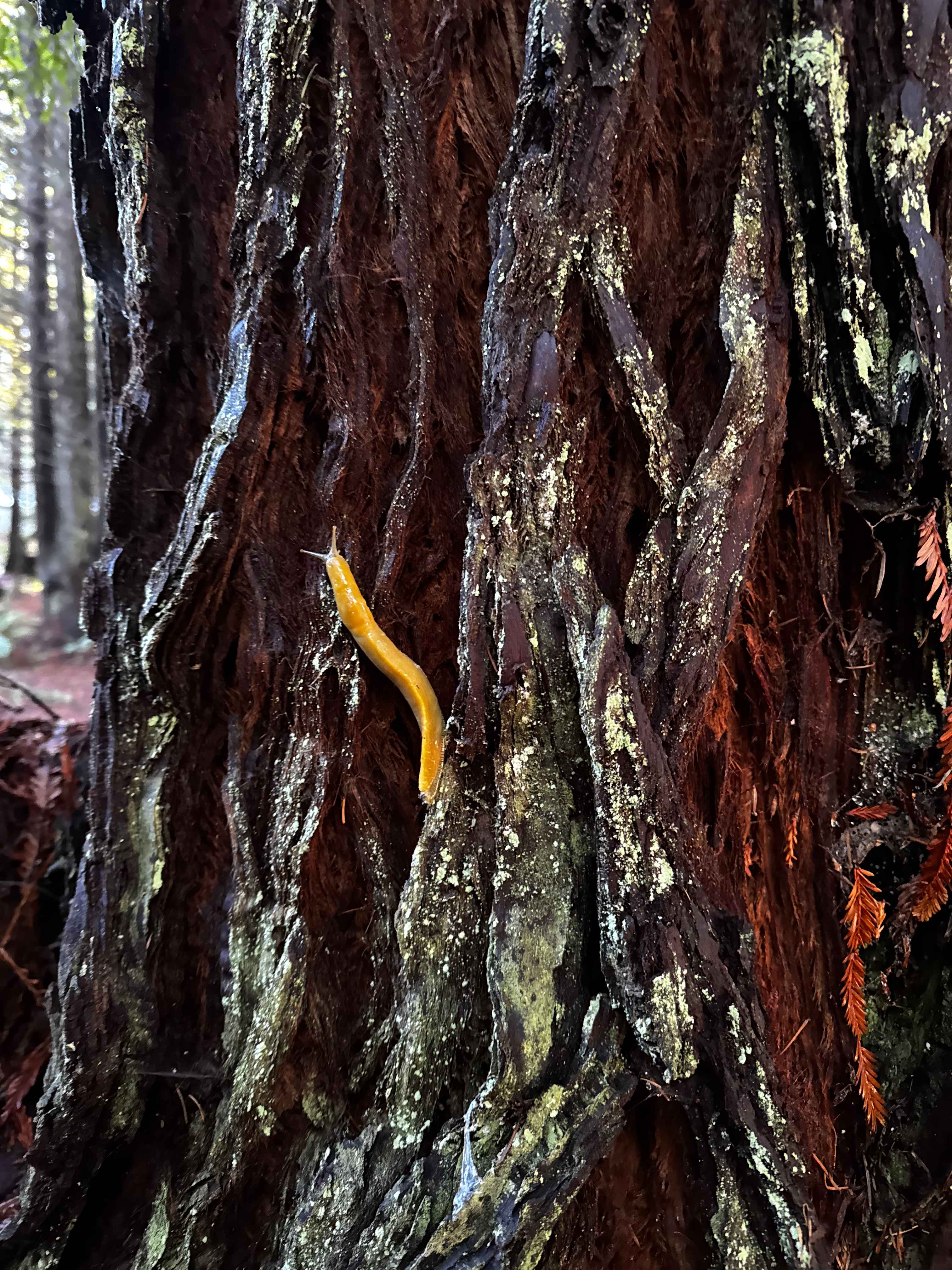 Banana Slug! 