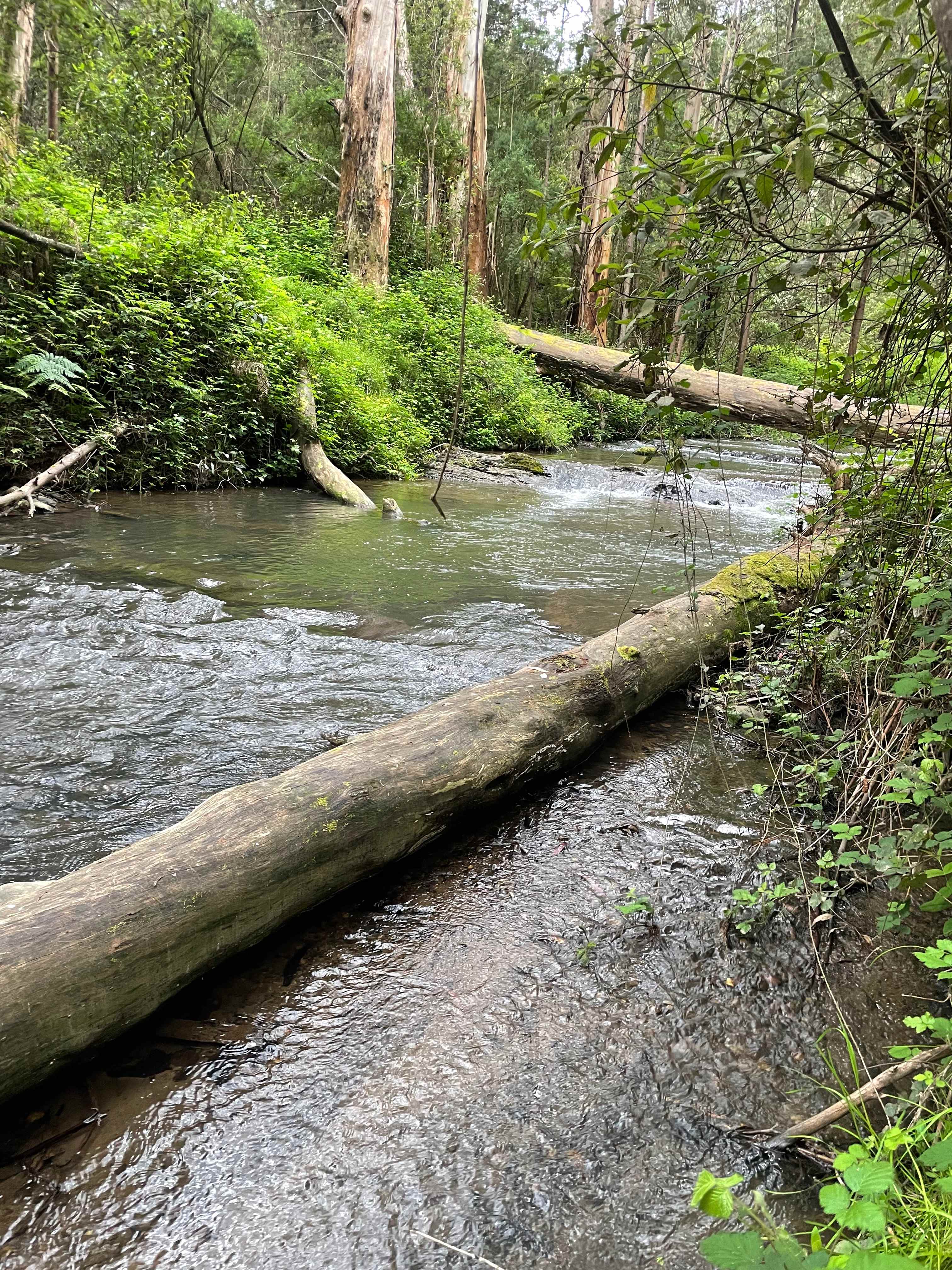 Merrimans Creek Seclusion