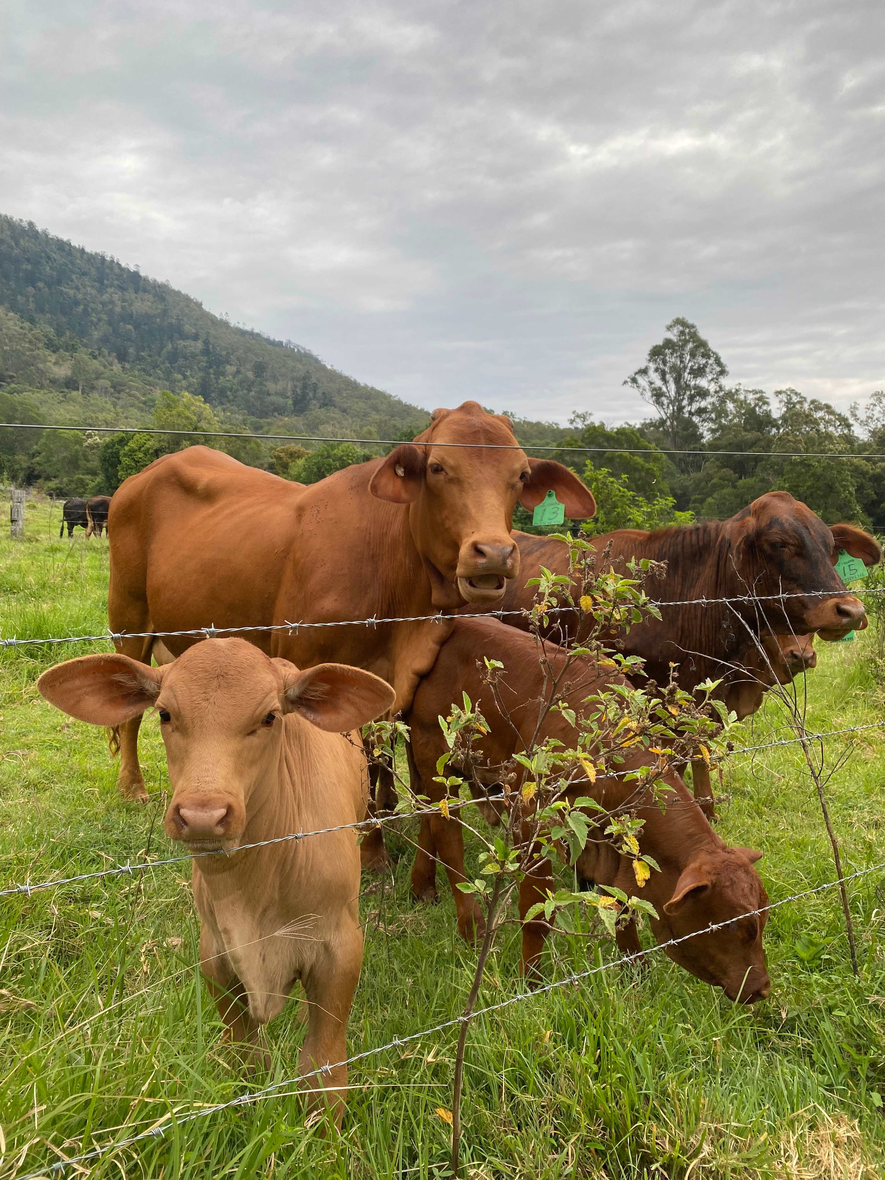 Hopevale Adventure Camping