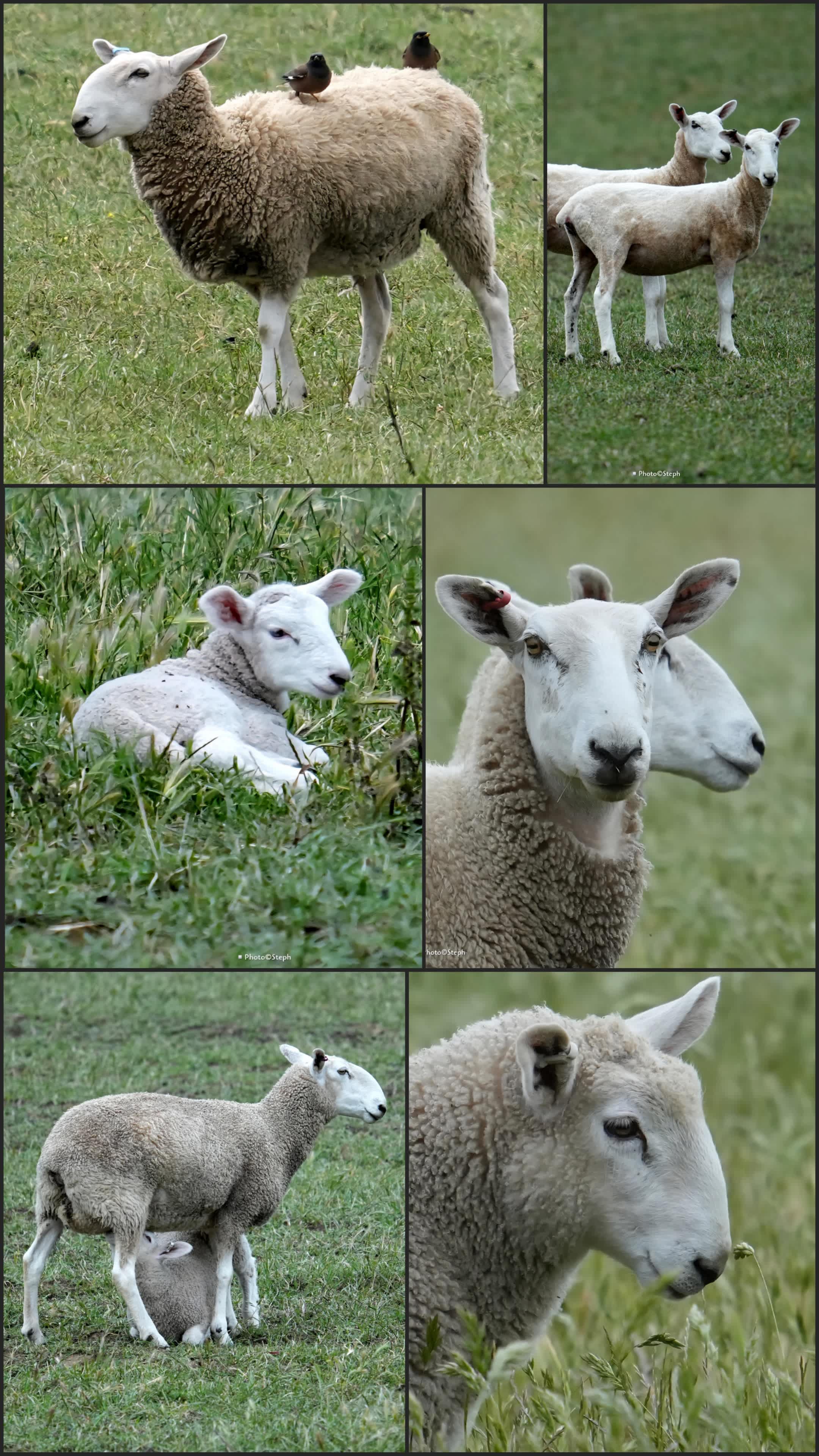 This is a working sheep station so please be considerate if you tske your 4 legged friend