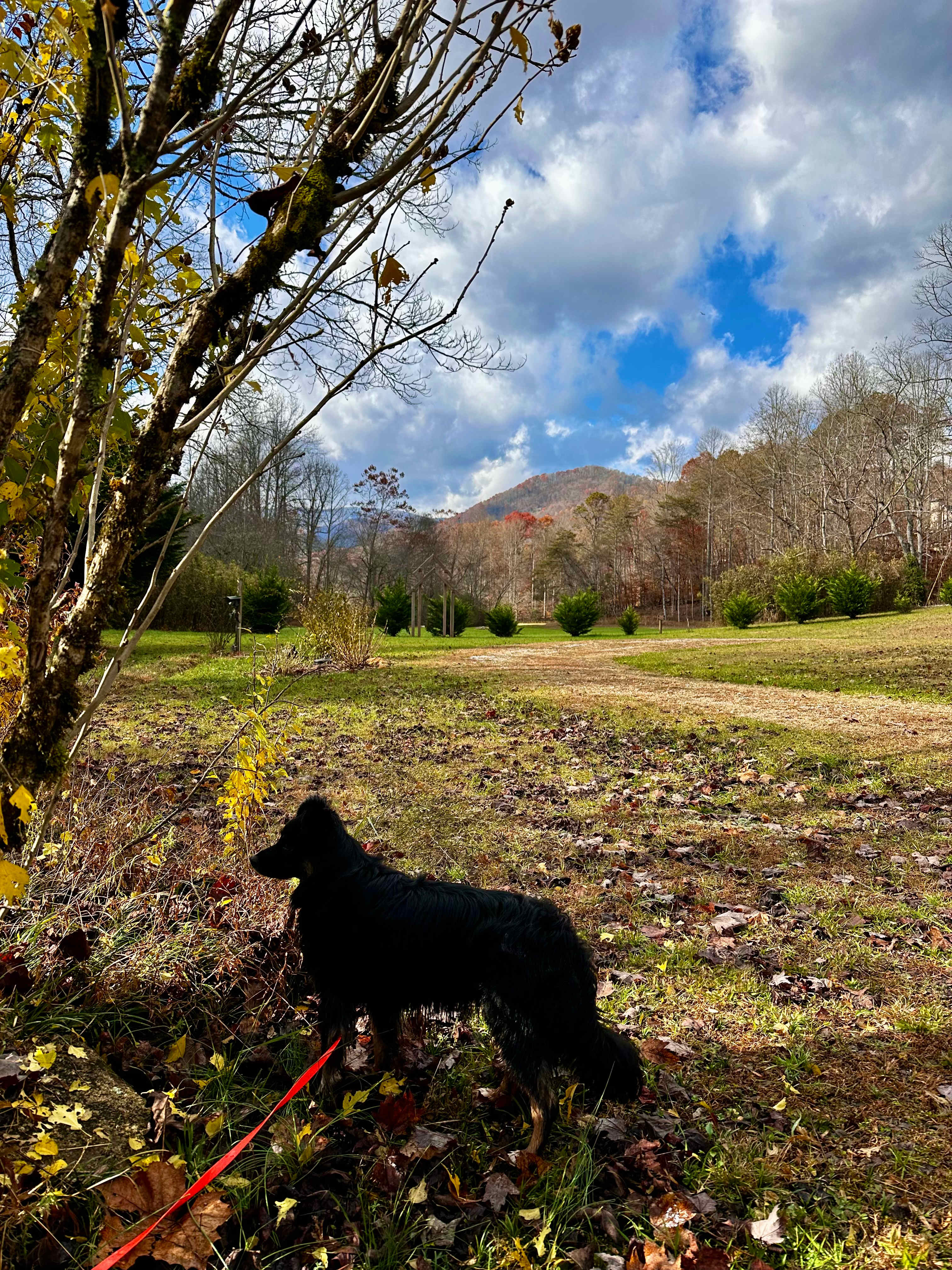 Coweeta Creek Campground