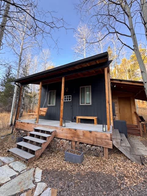 Aspen Forest in Evergreen Colorado