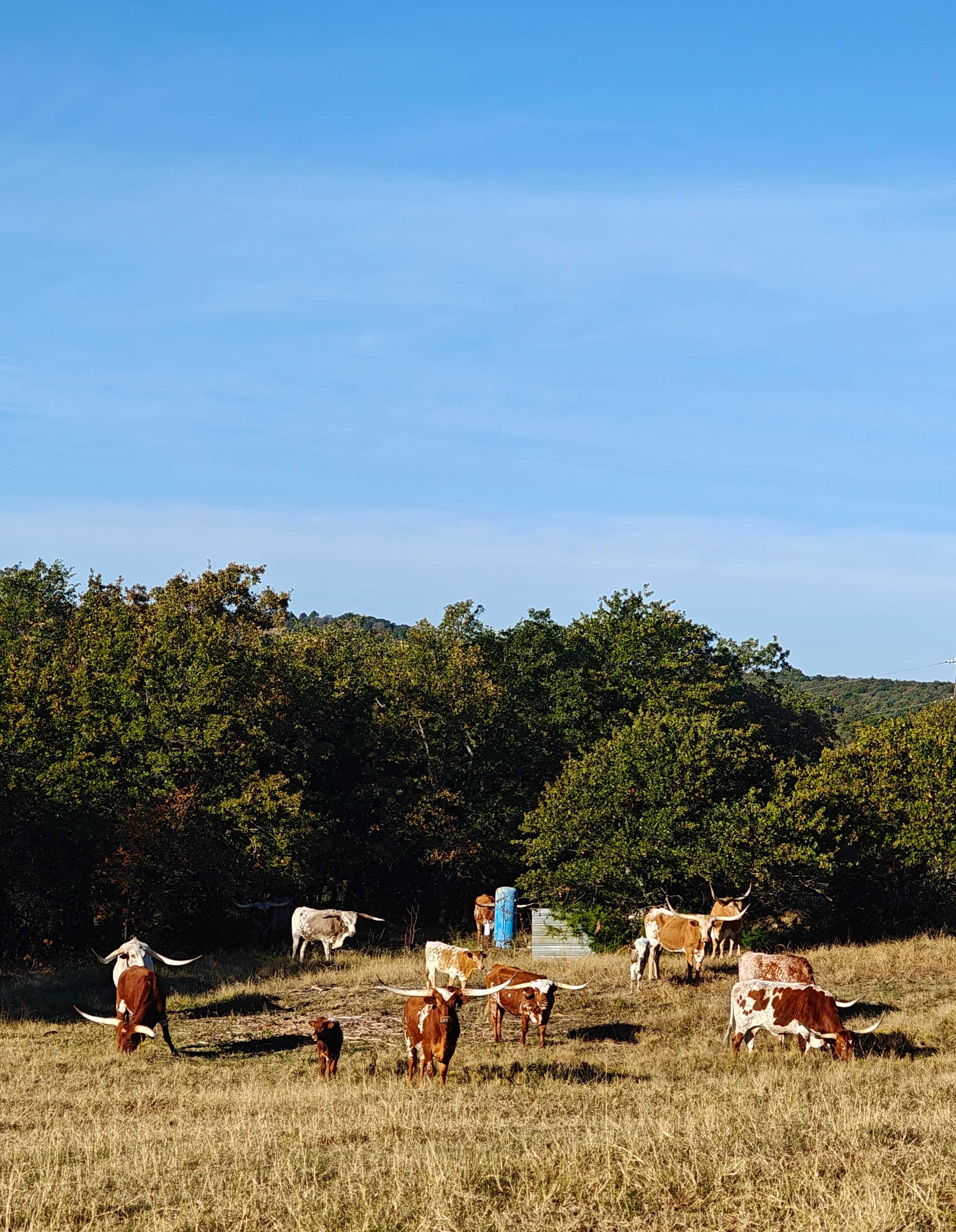 4R Ranch Winery Campsite