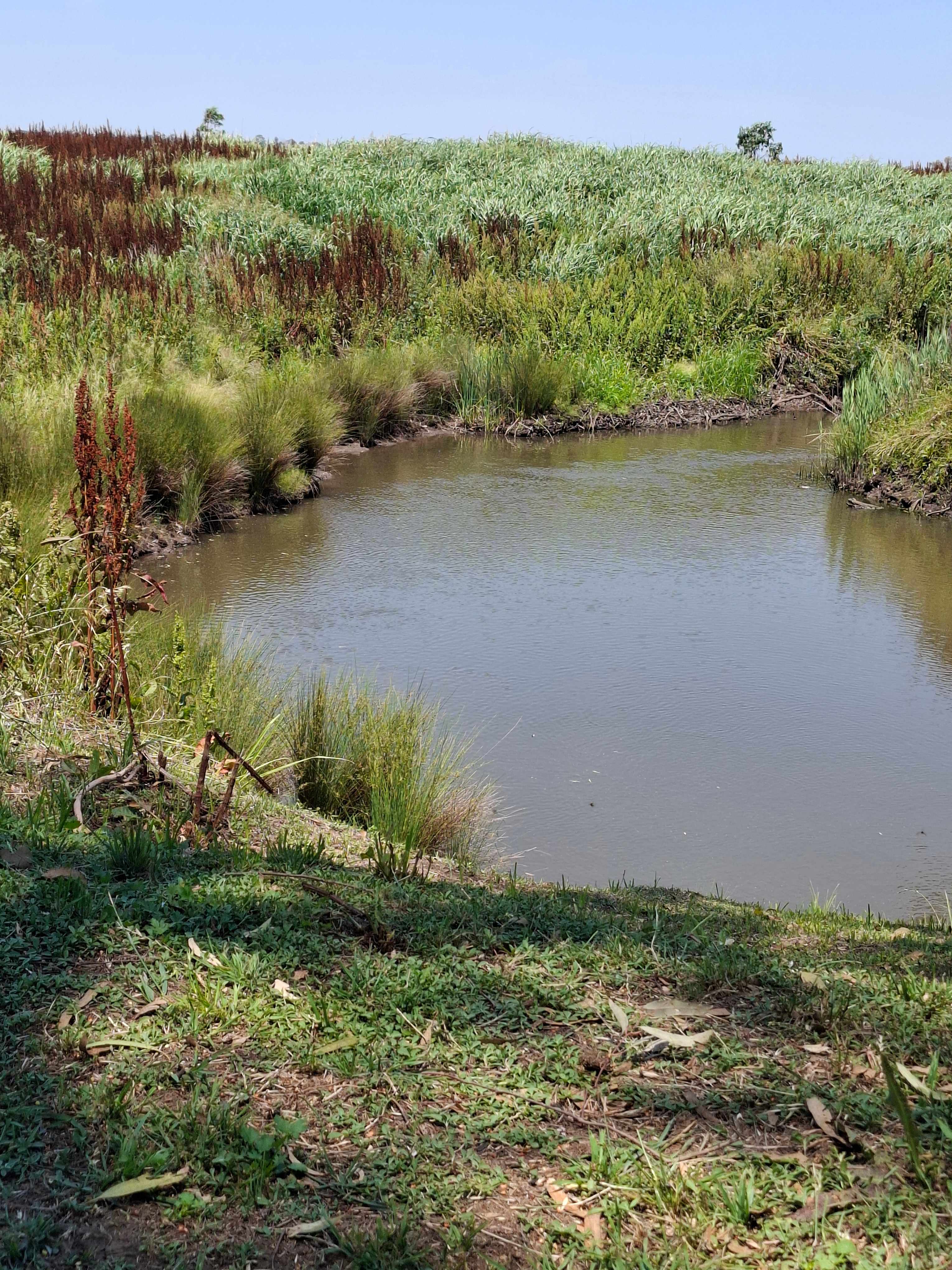 Condamine River views