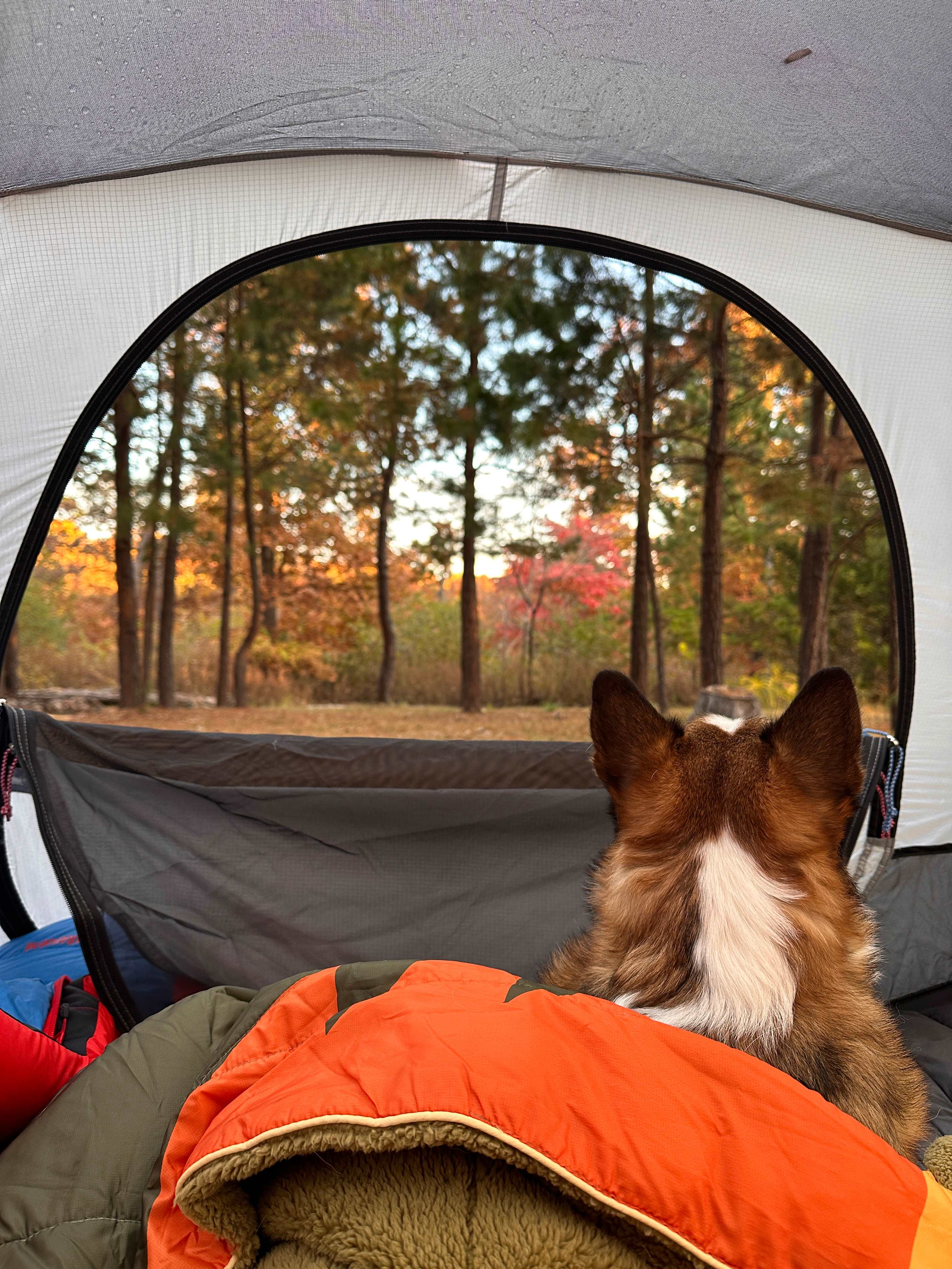 Happy Hippy Acres Wooded Wonderland
