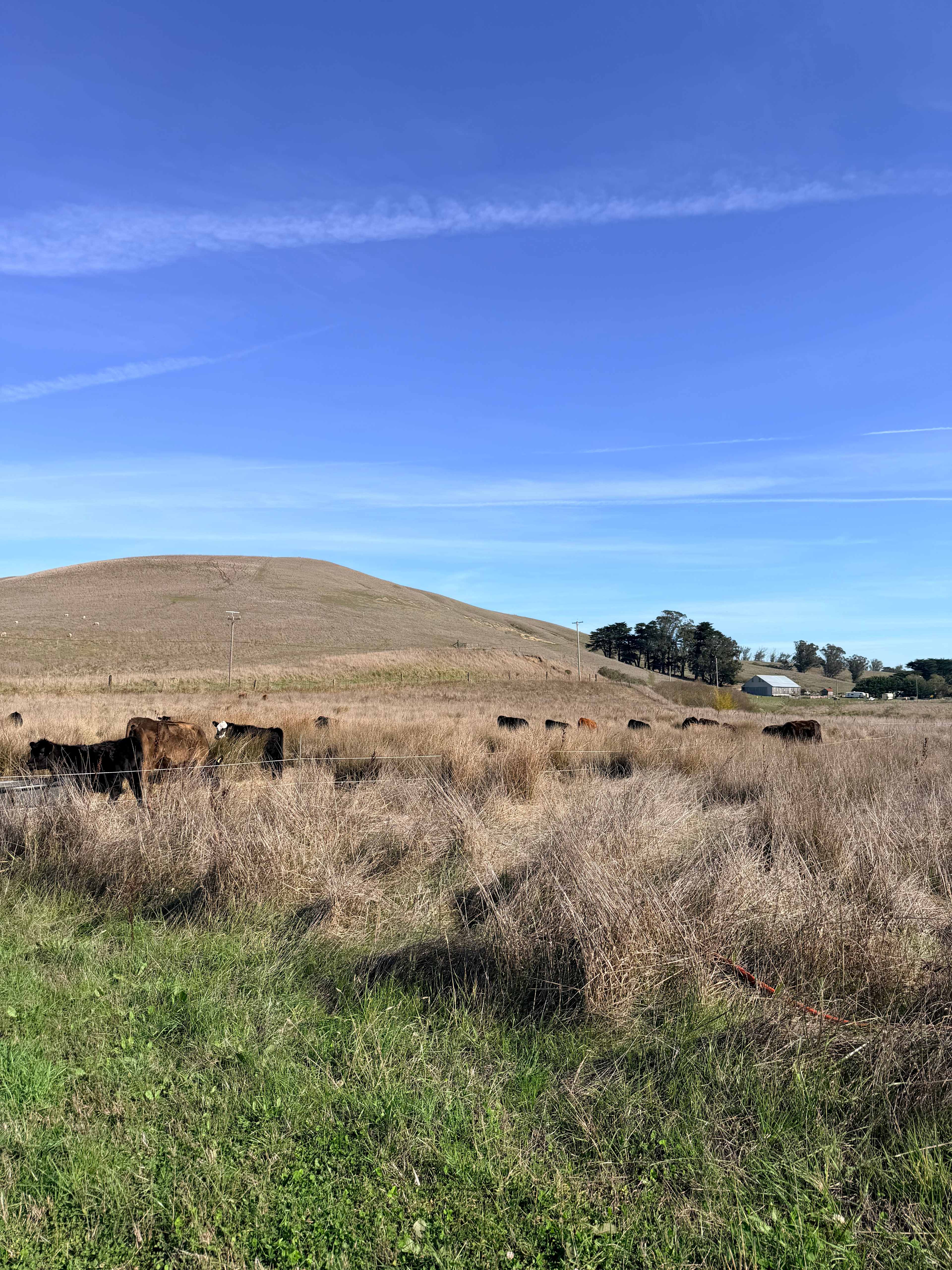 Estero San Antonio Wonderland