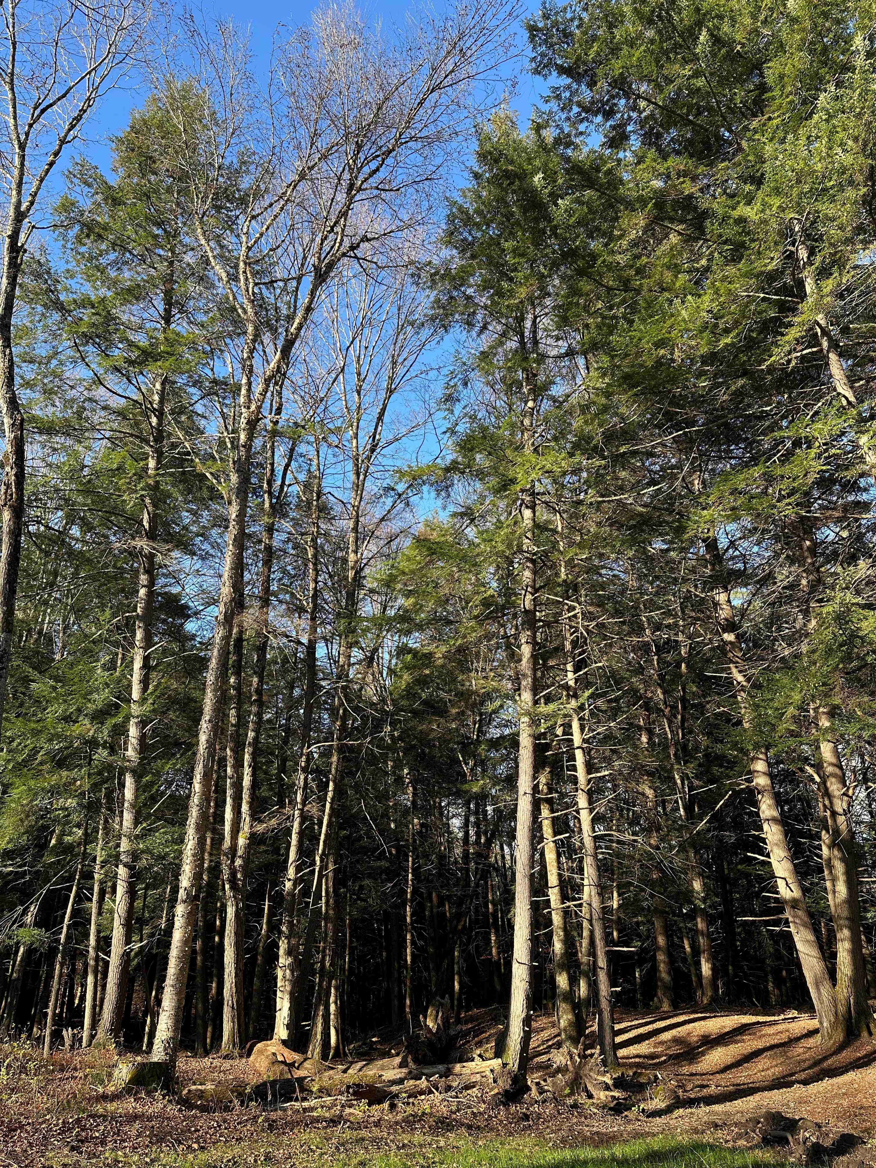 A-Frame Retreat In The Woods