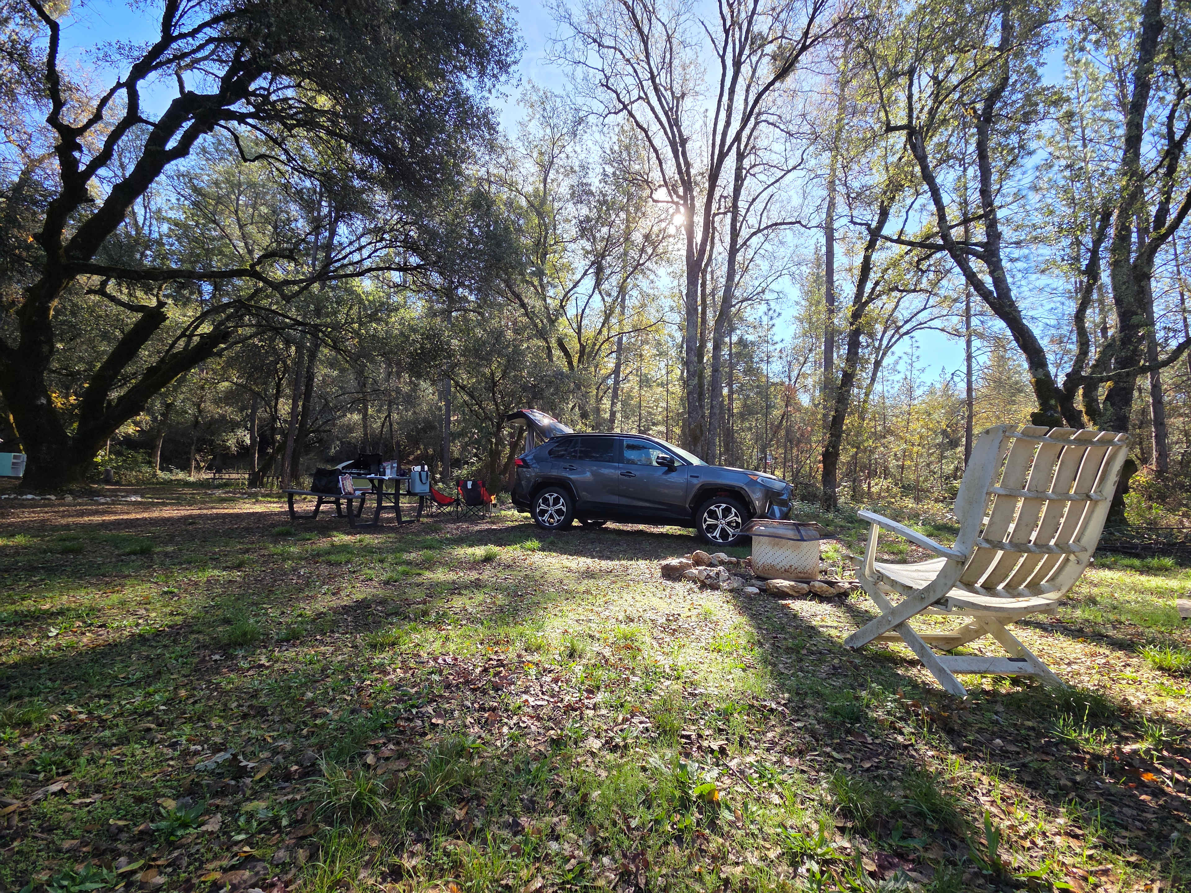 The Black Oak Forest