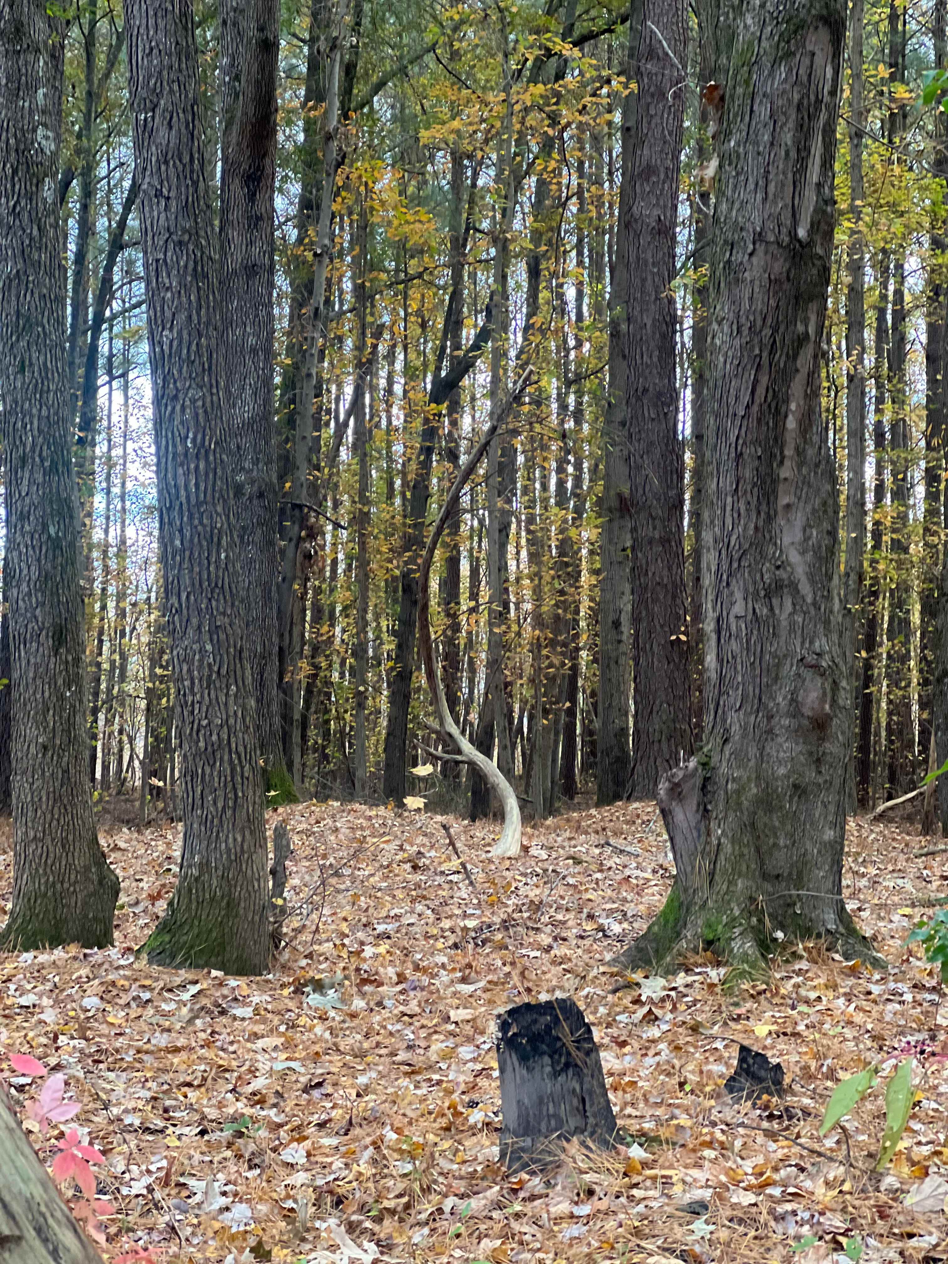 TINYHOME n WOODS & PRIVATE ISLAND