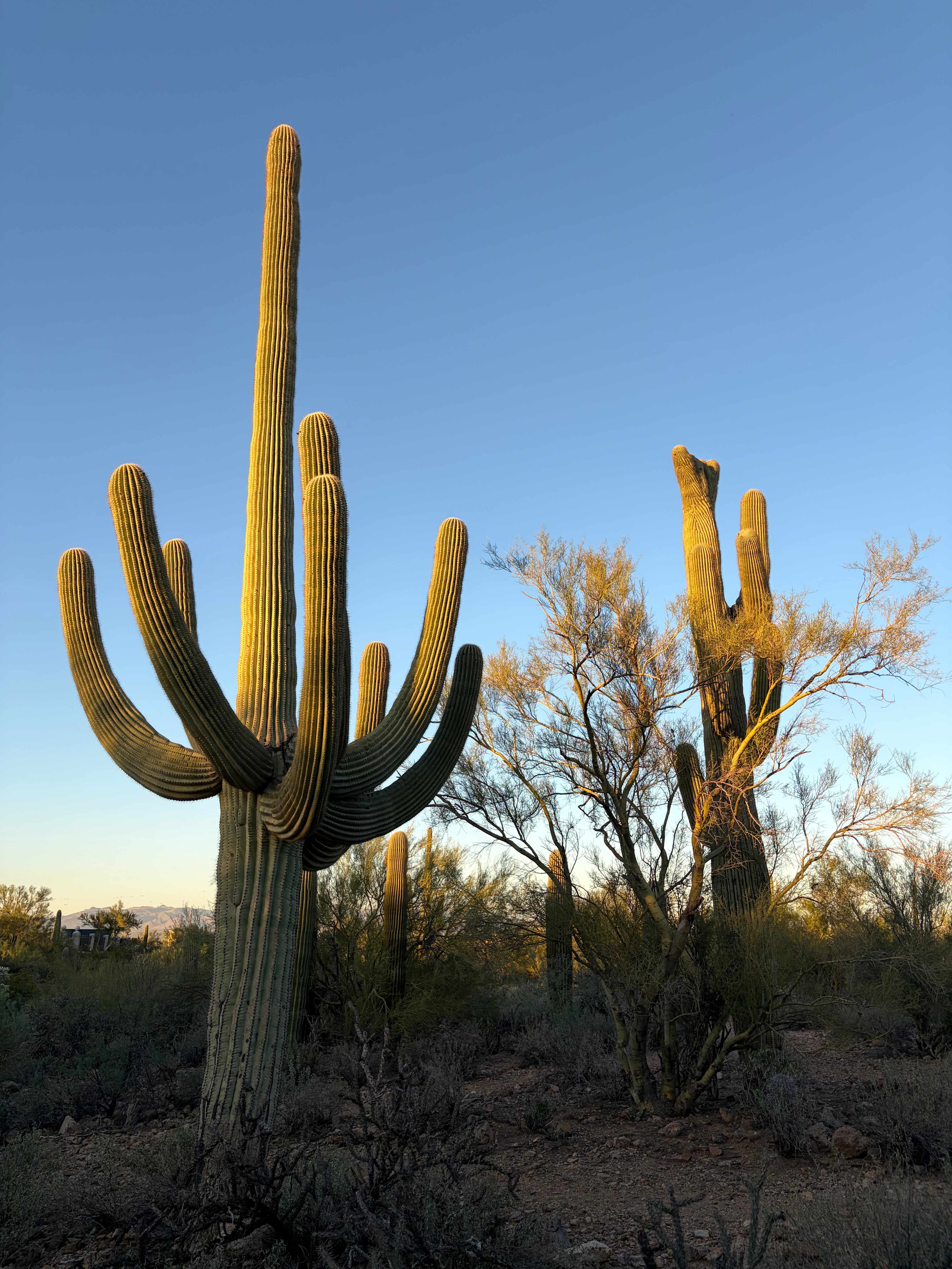 Crested Saguaro Desert Ranchita