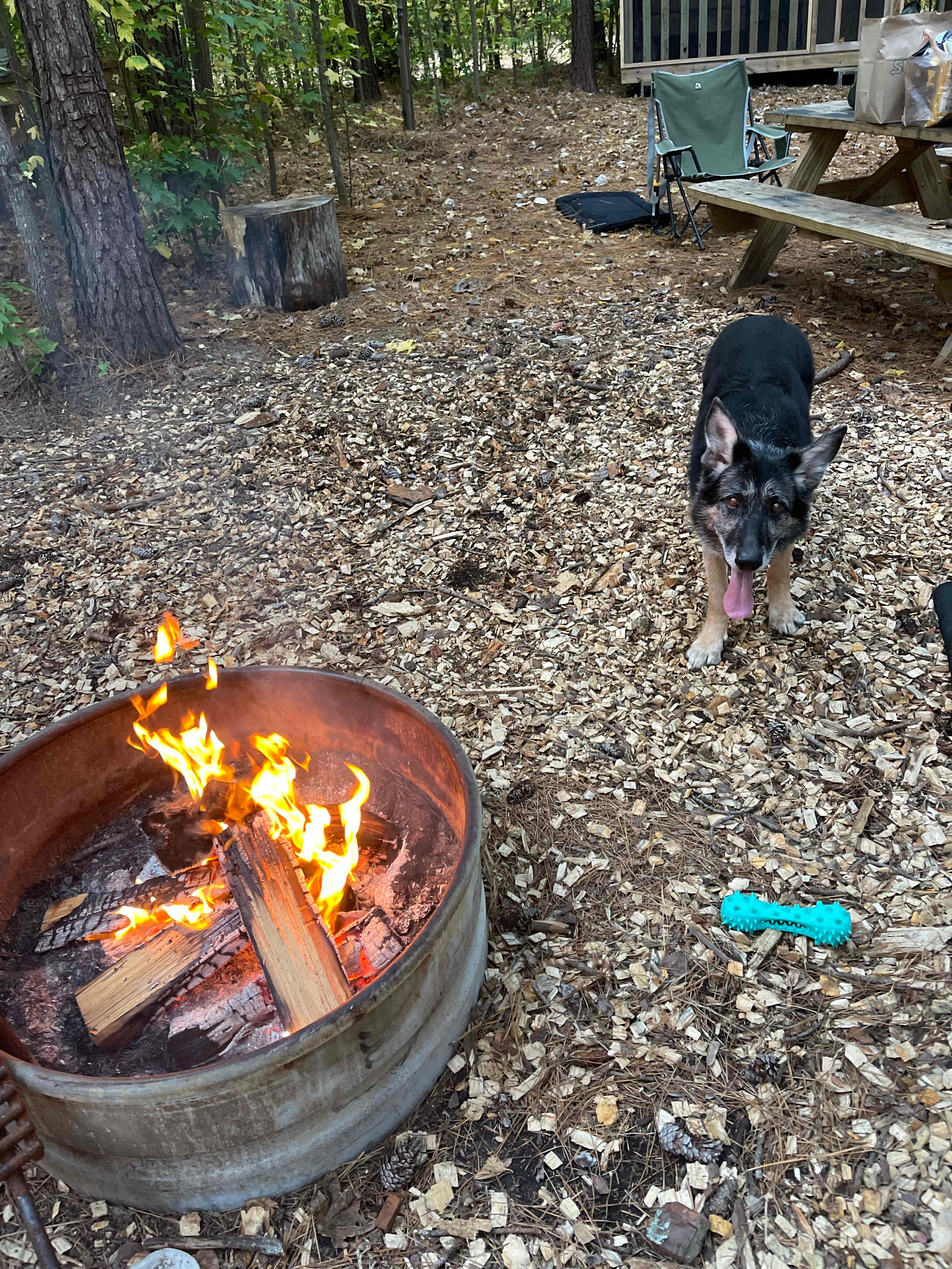 The Guinea Farm, Field, and Forest