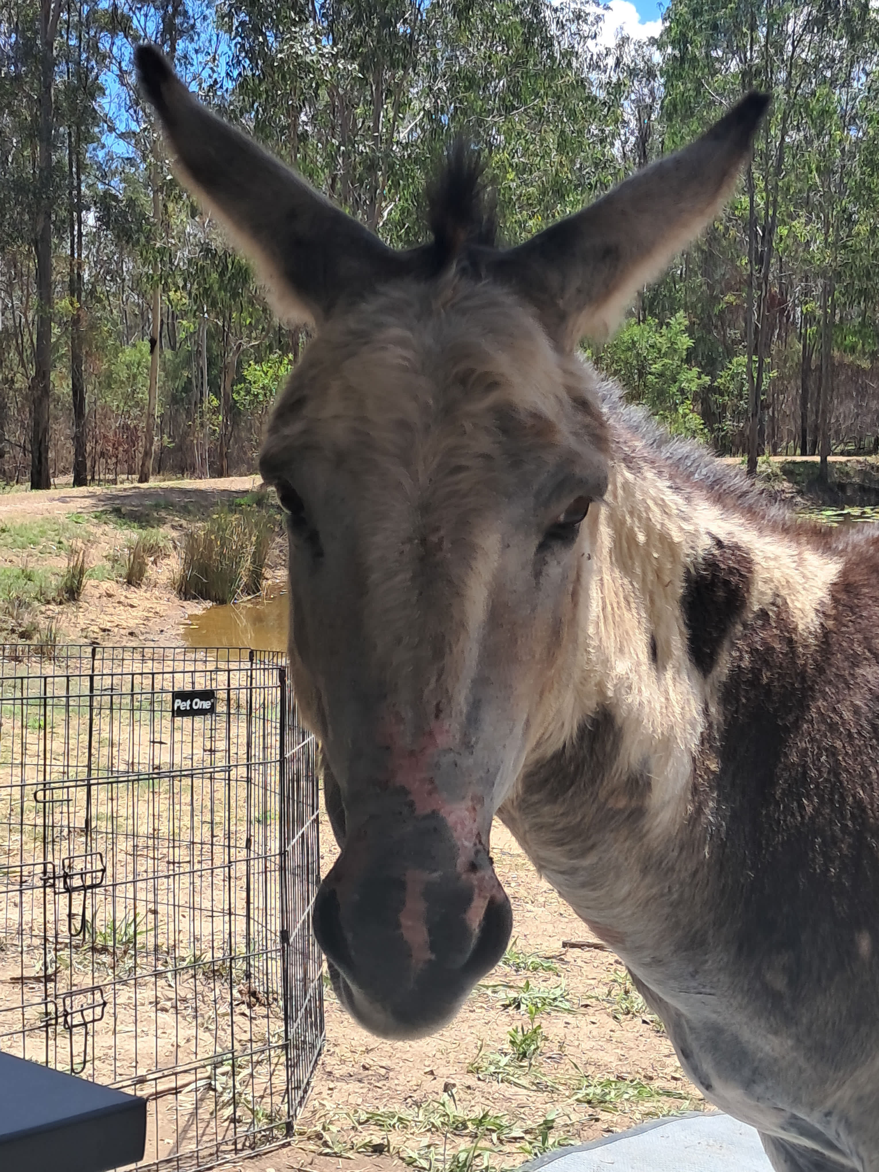 Hidden Camp Farm Stay