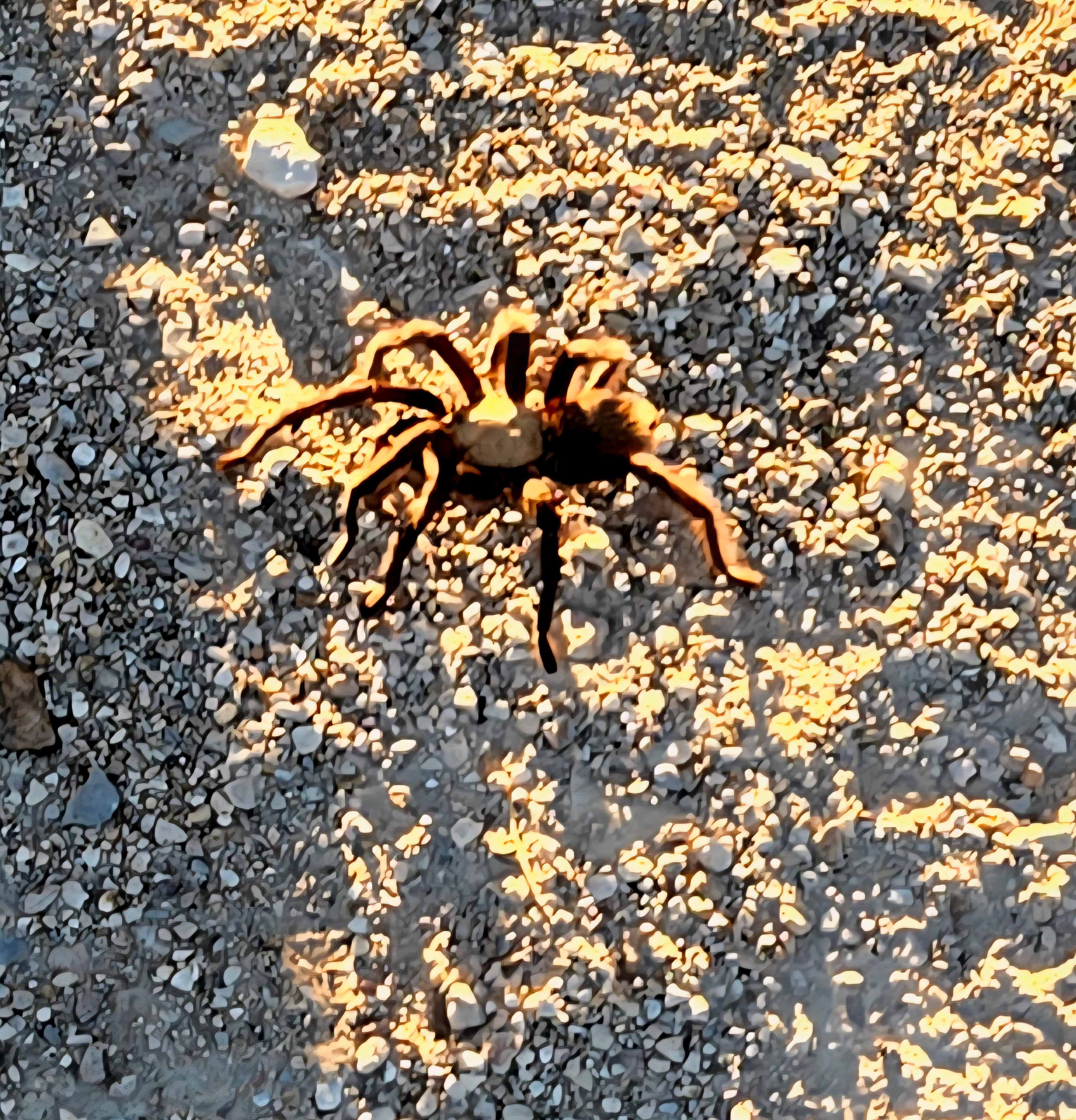 Starry Night Retreat