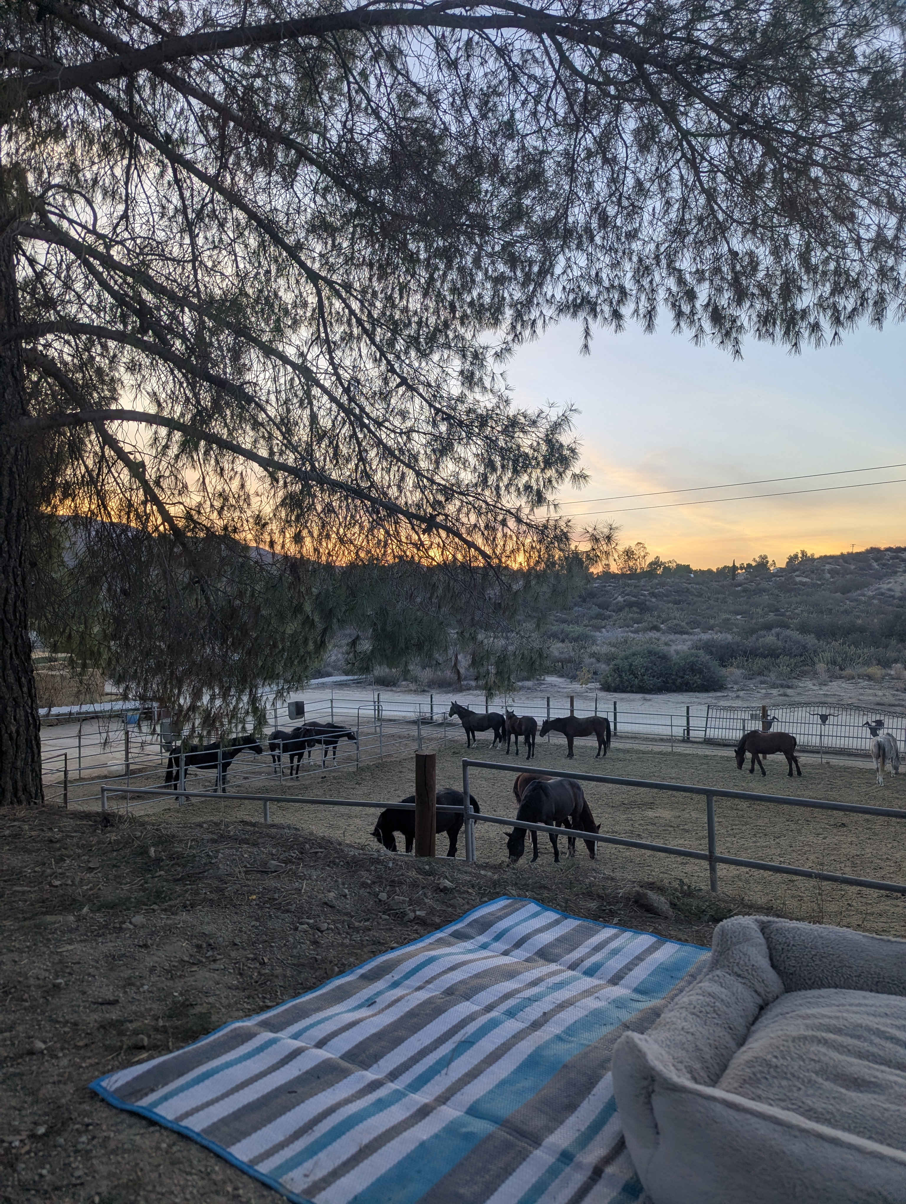 Over looking the horses from site 11