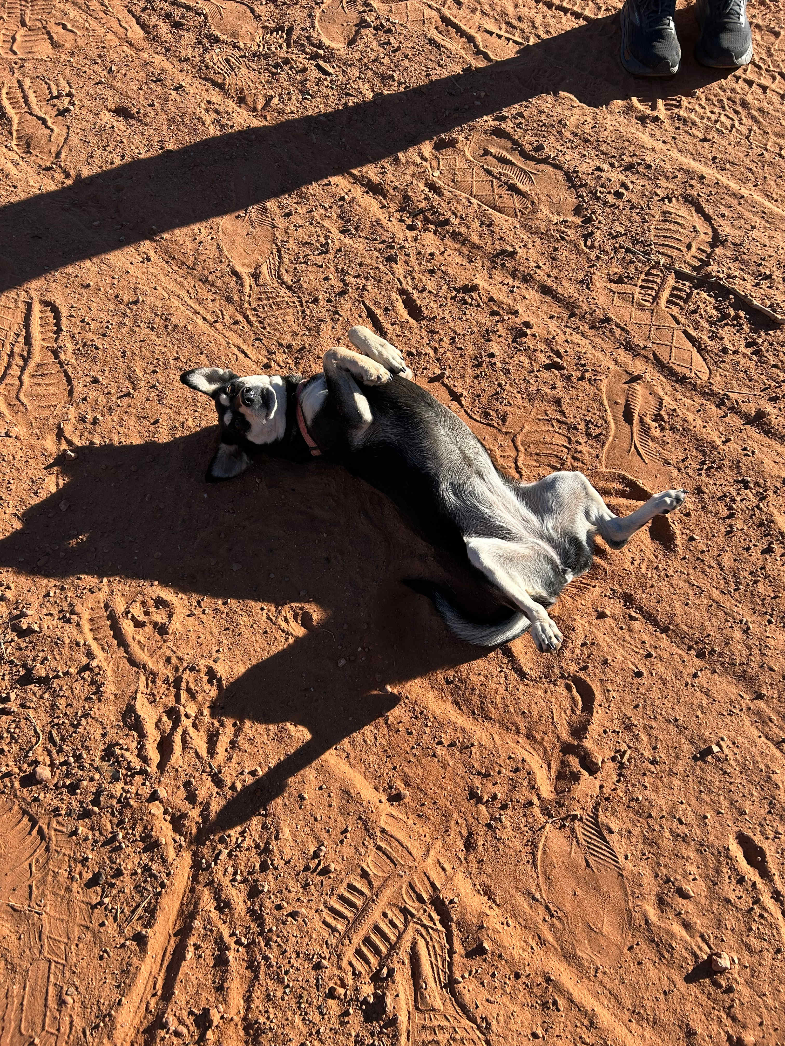 Neighbor dog, she’s cute 