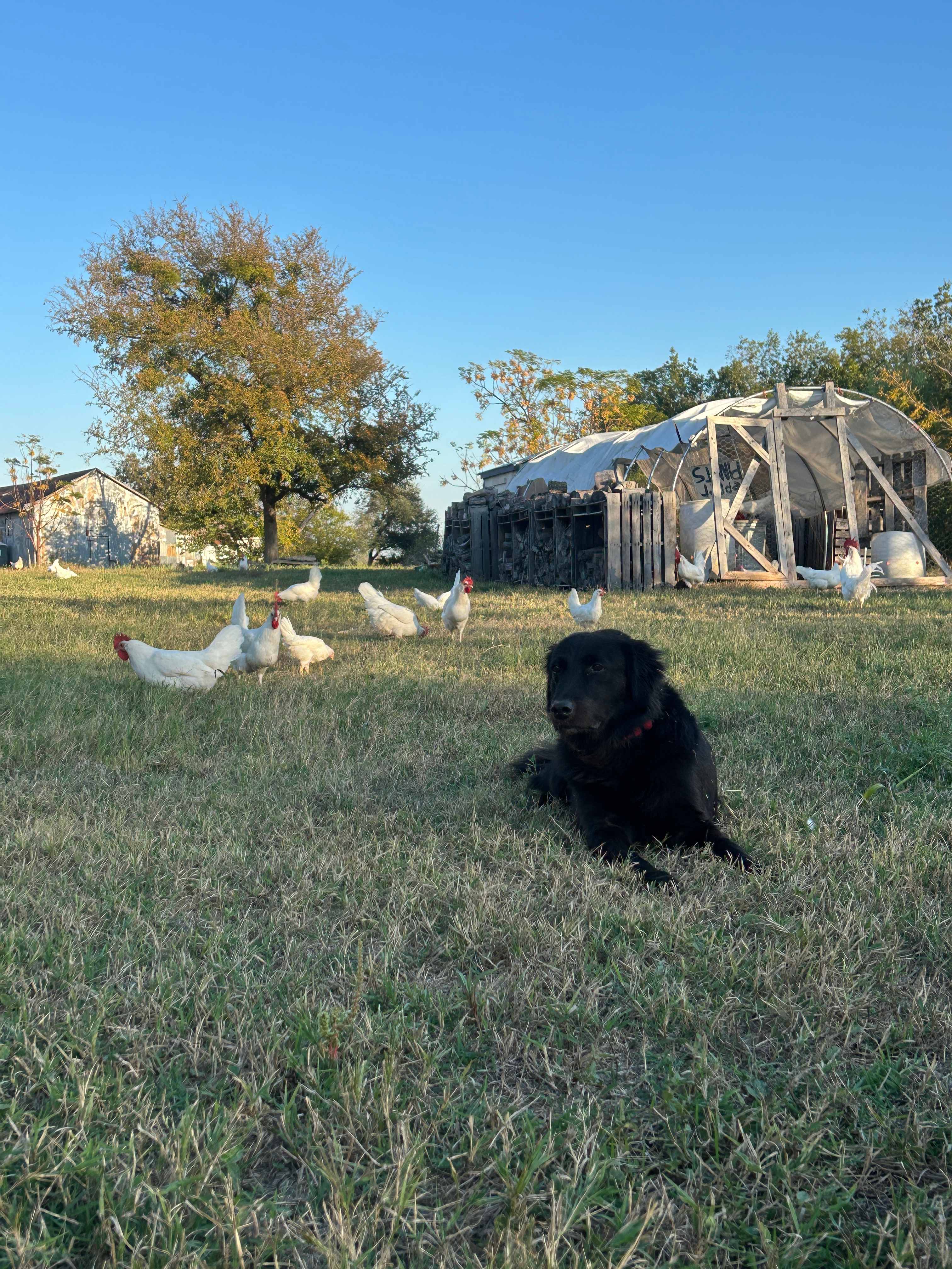 McDonald Farm on the River