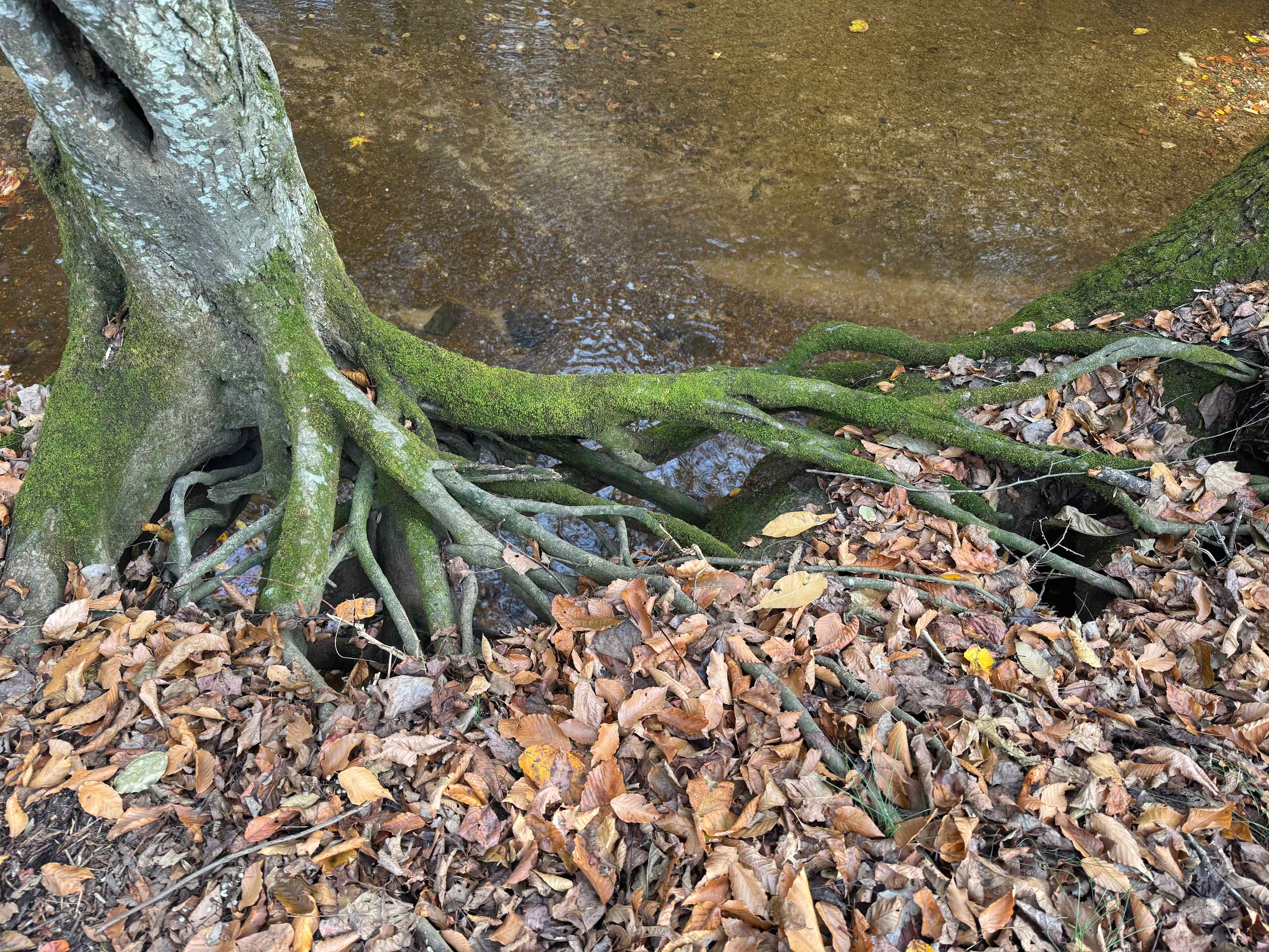 The Oasis at Harmon Creek Farms
