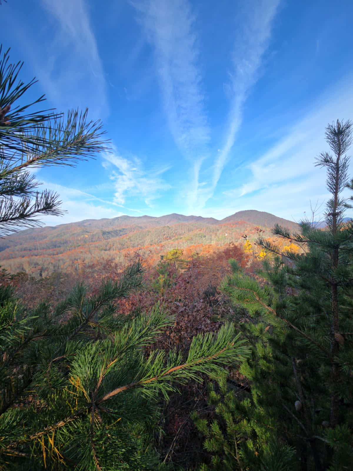 Above the Fray Glamping, Black Mtn.