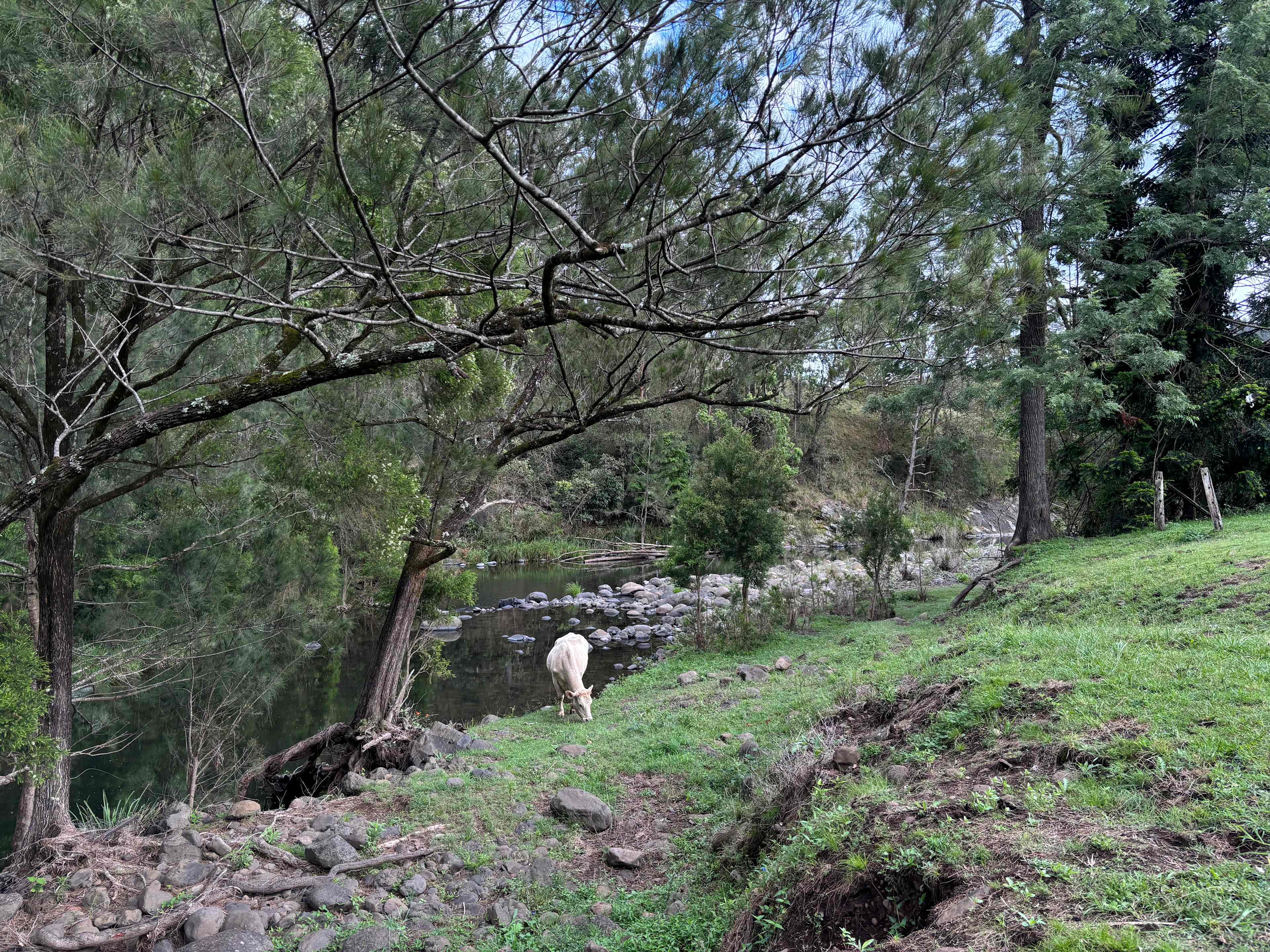 Sarabah Creek Camping