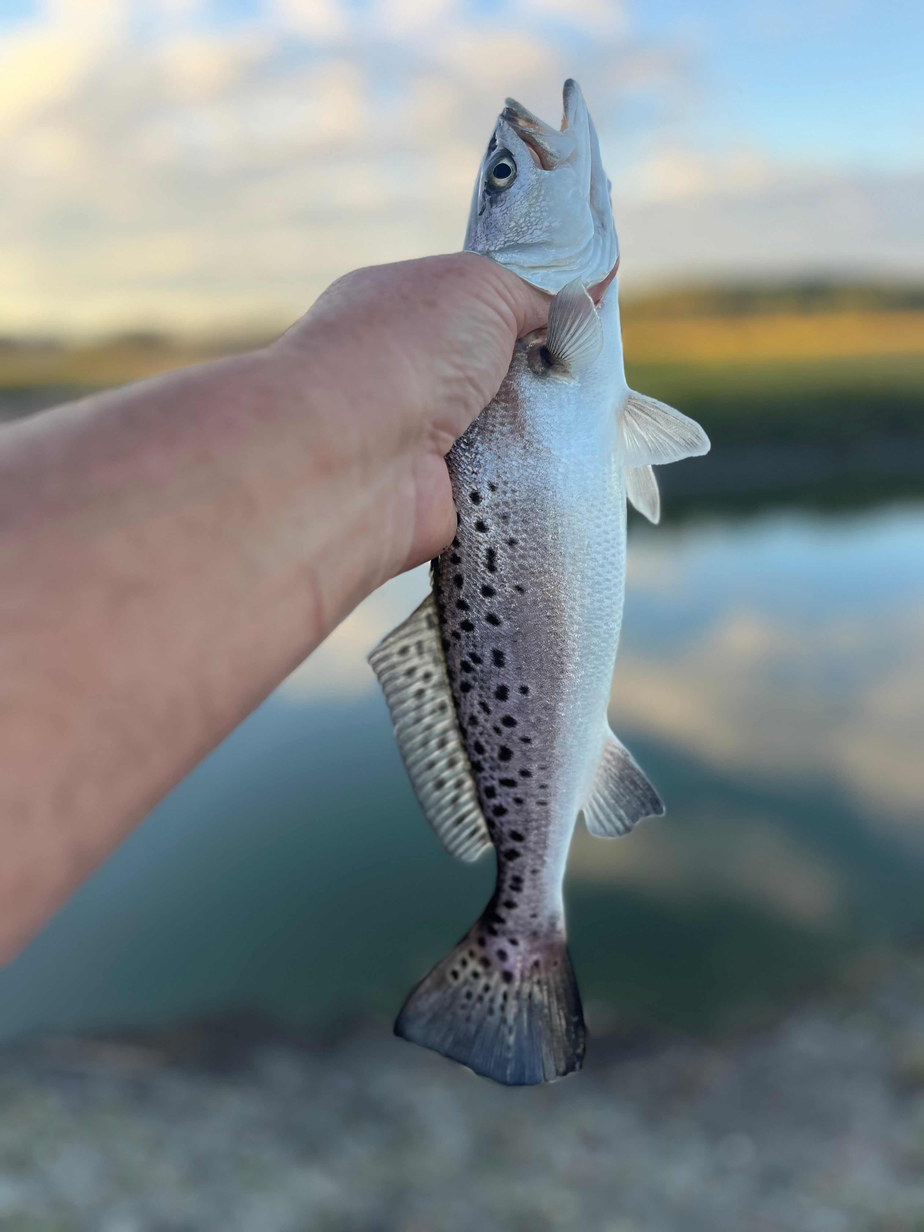 Hanscombe Point Plantation