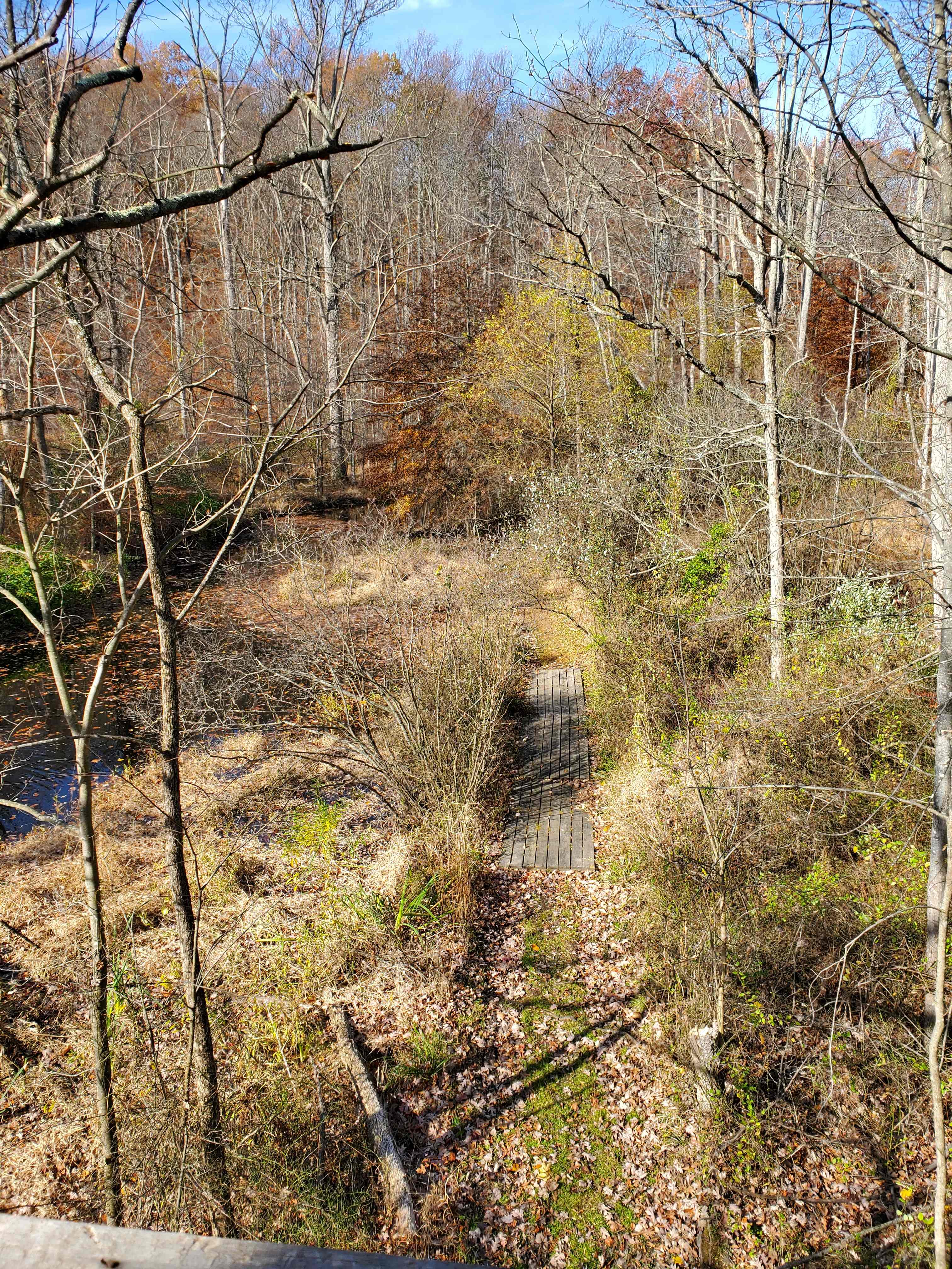 View from tree house 
