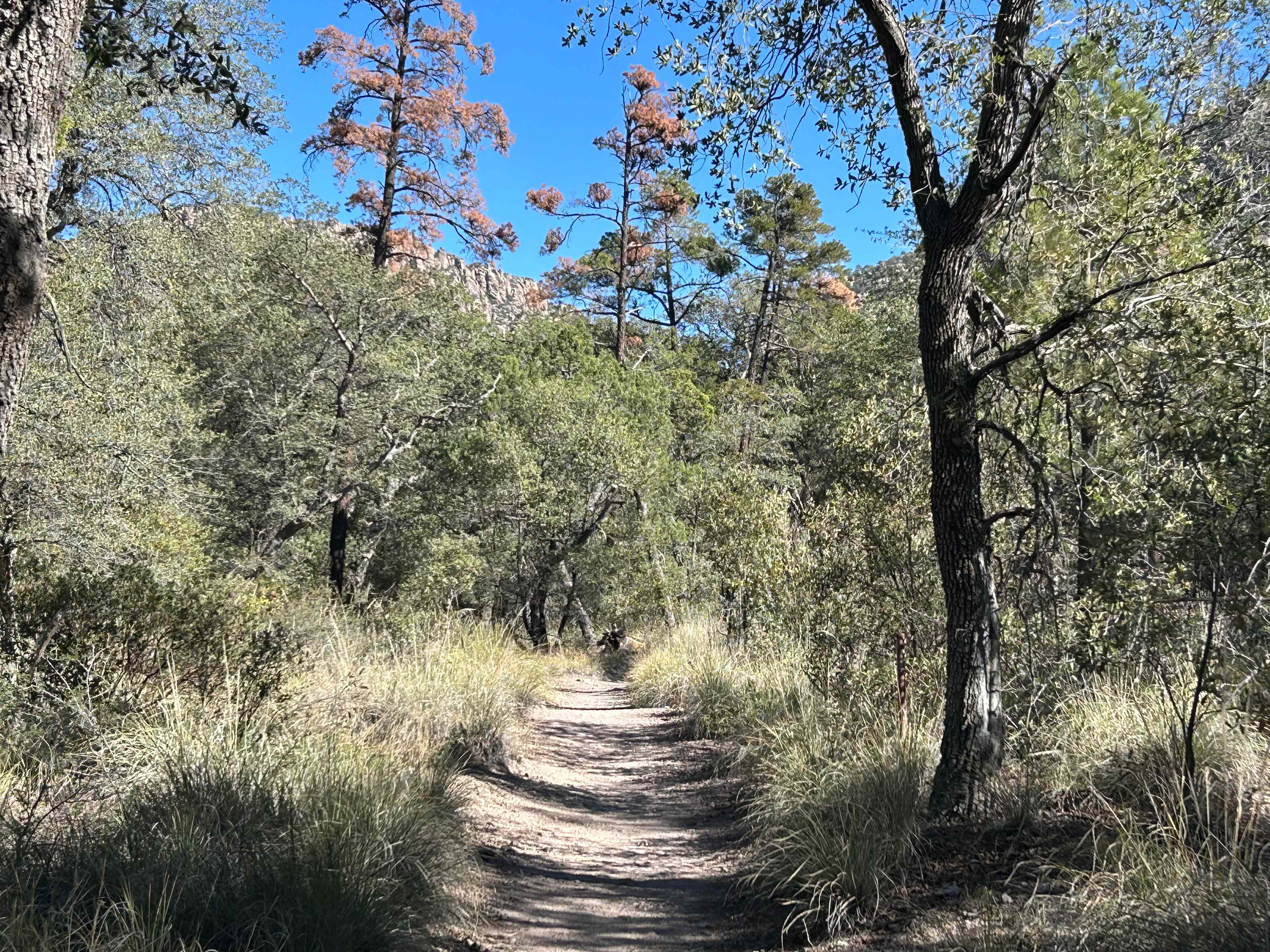 A hiking trail in the national park 