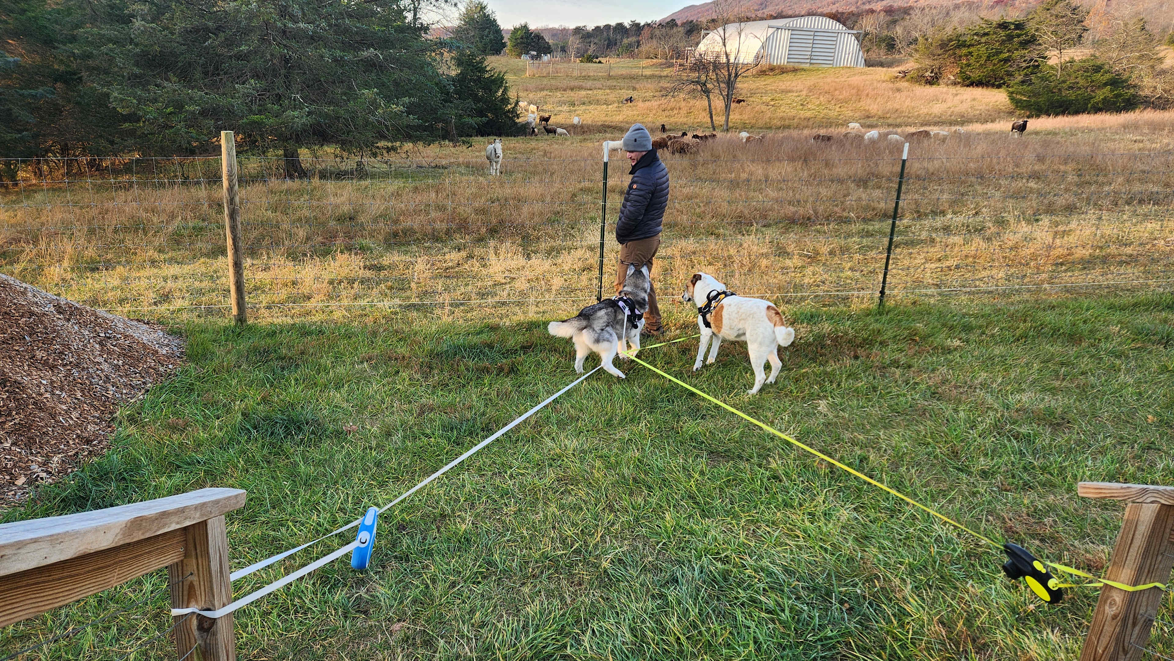 Electric fence + overly eager dogs = leashes