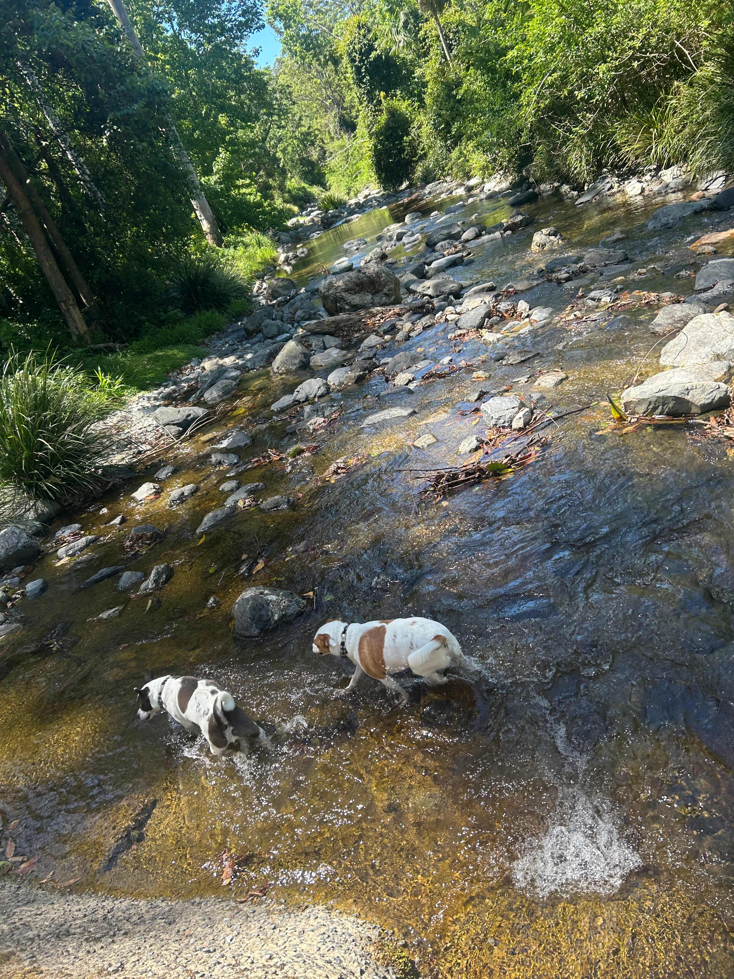 Beautiful fresh running water, dogs coats were very soft after swimming 