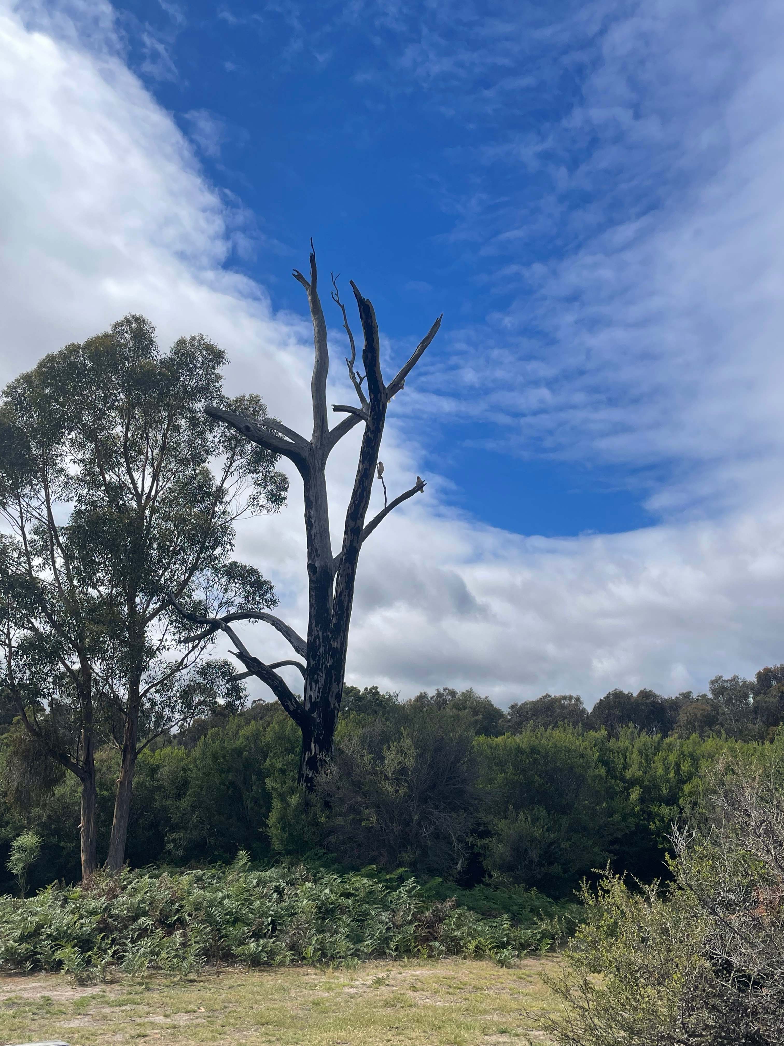 Grampians Old Man Emu Stay