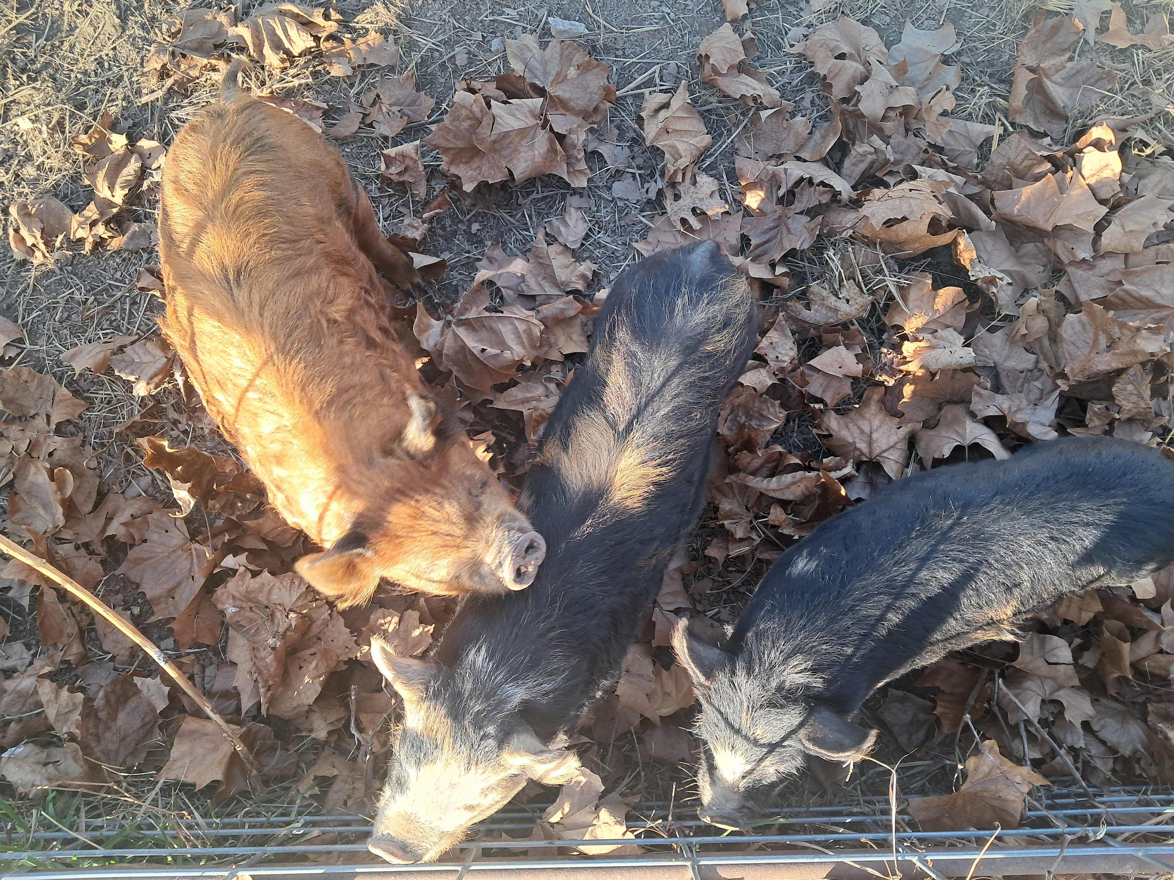 D'Ranch at Clearwater