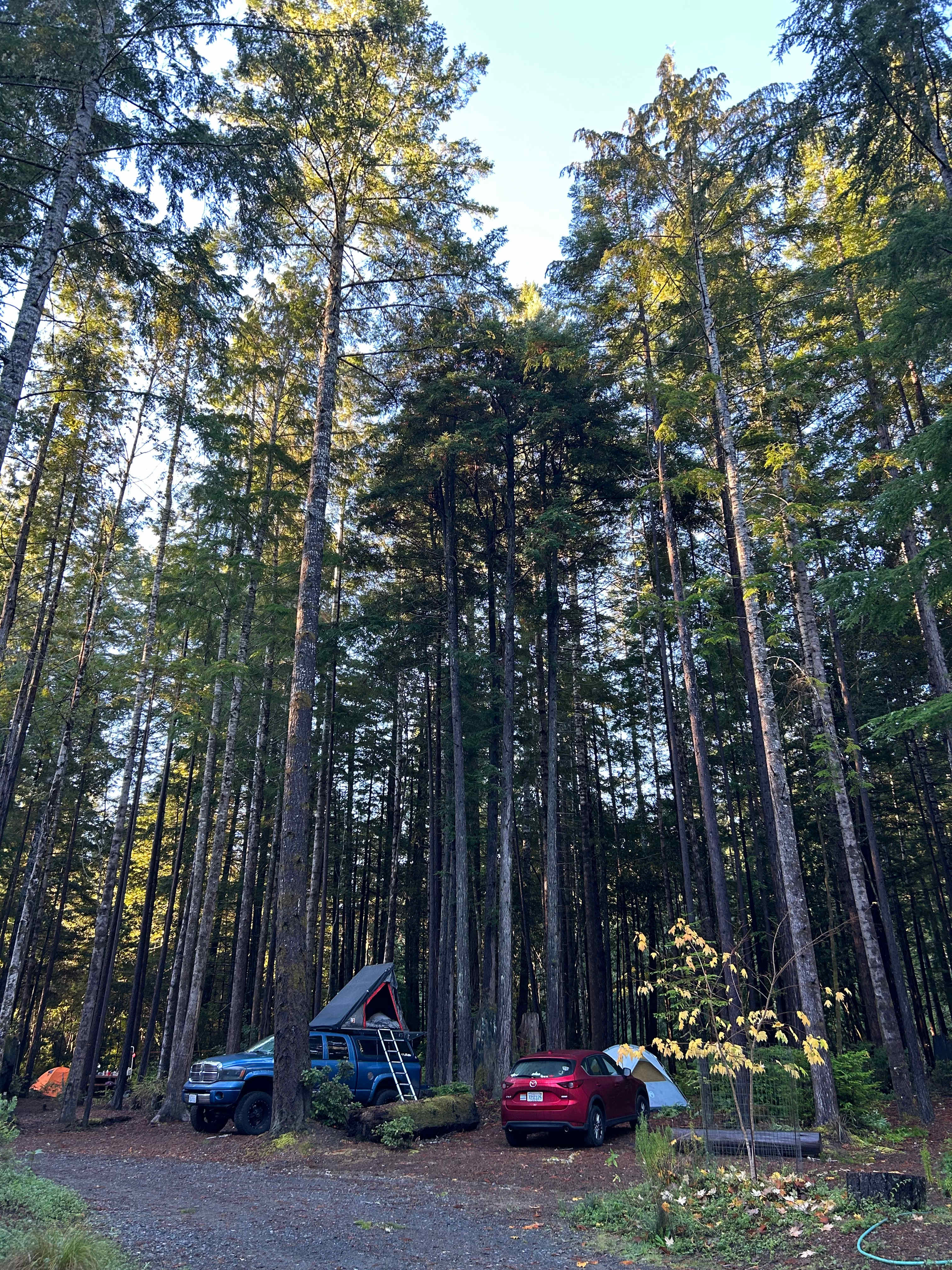 Redwood campsite