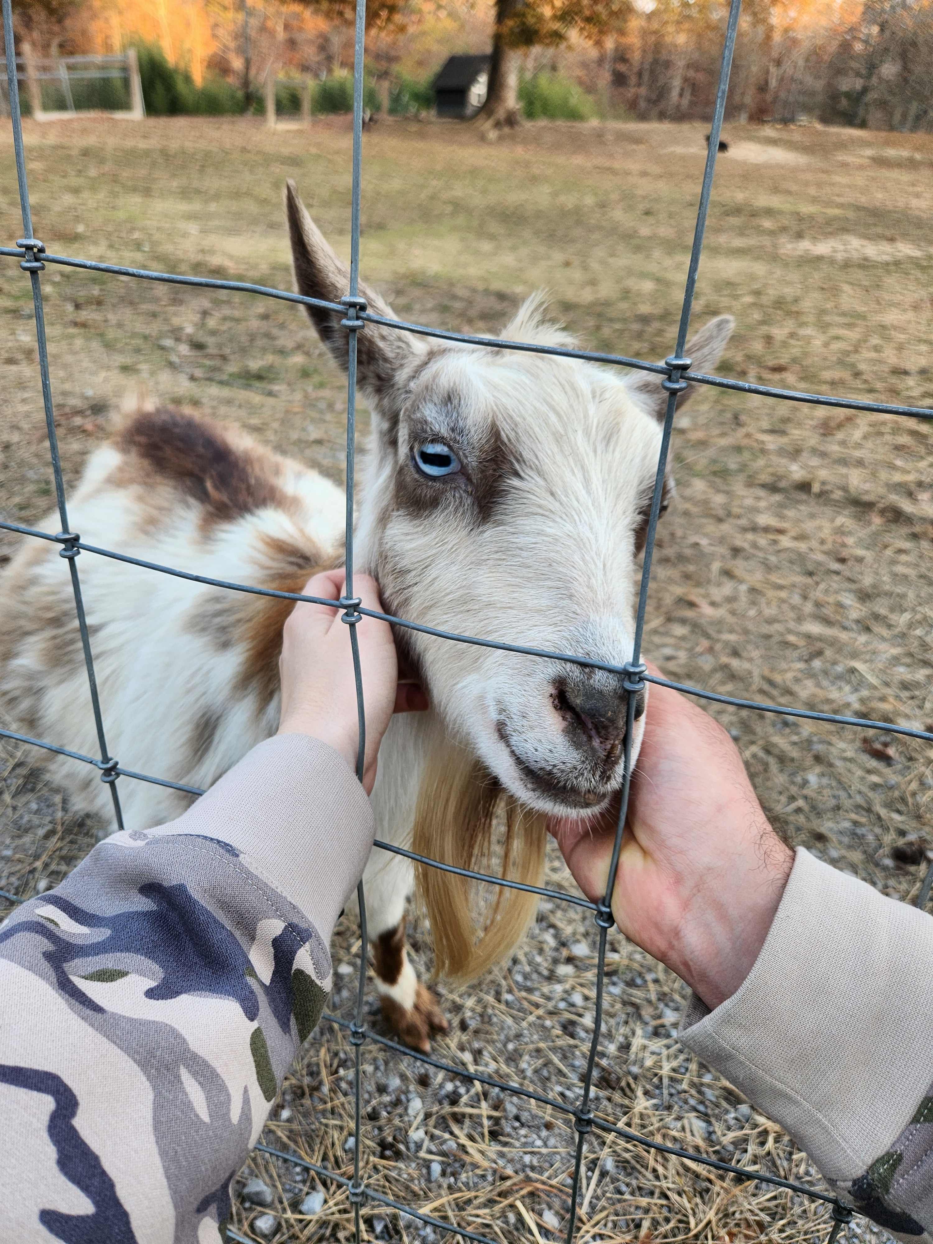 Sweet goat 