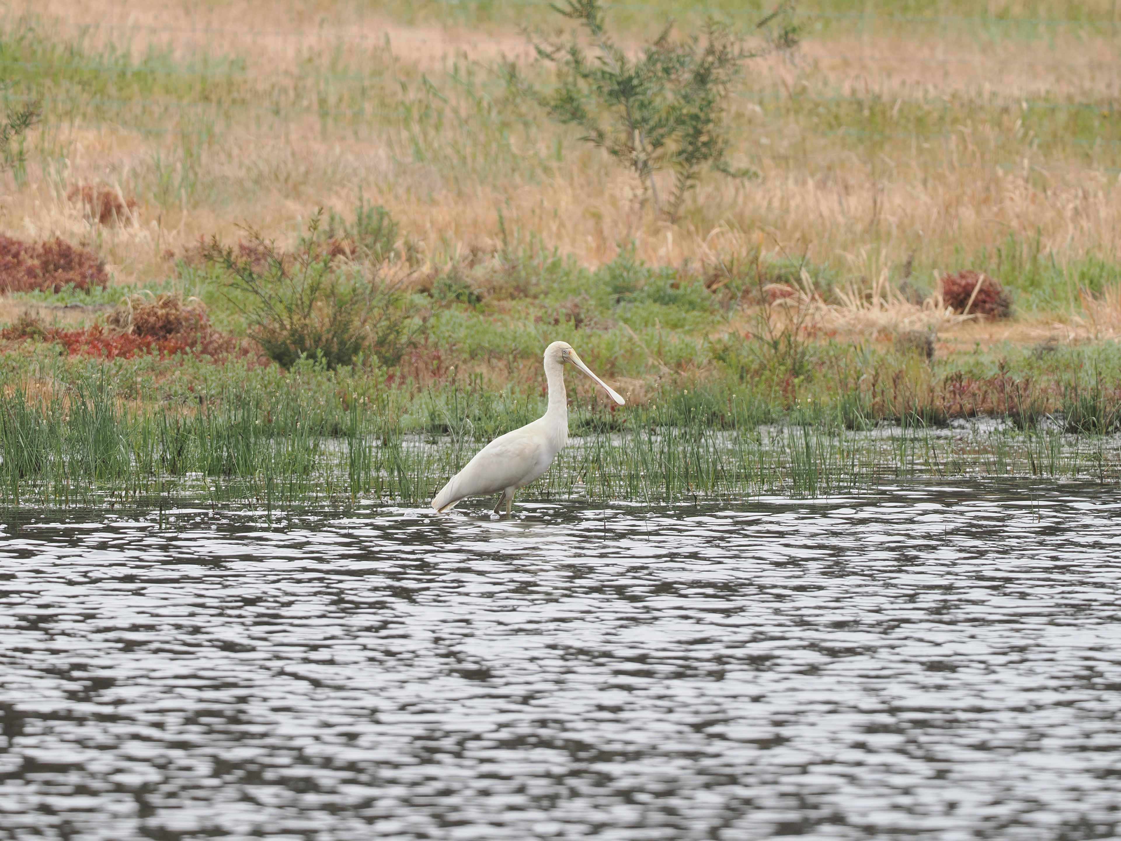 Spoonbill on the dam