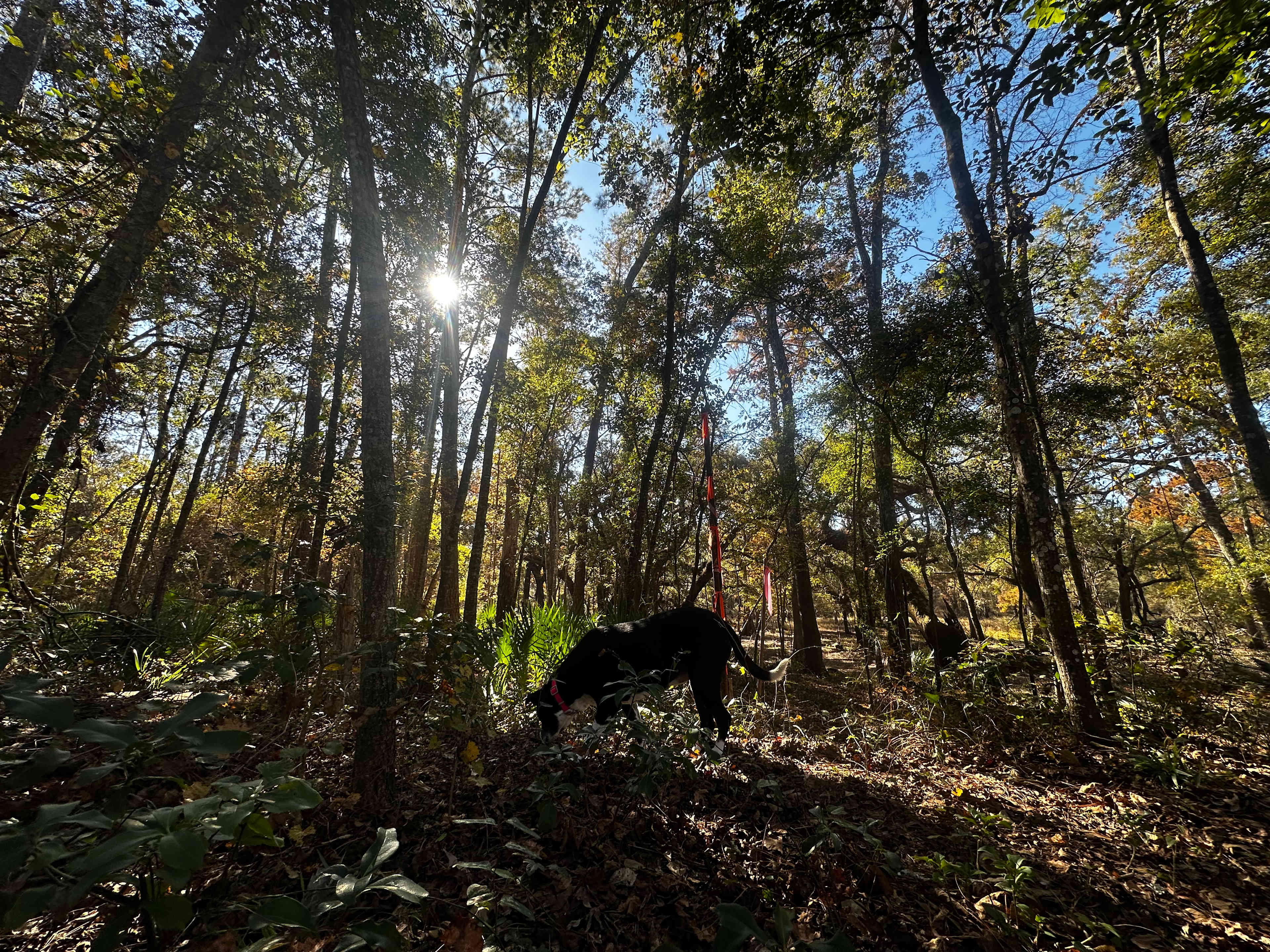 Cabin At Little River Springs