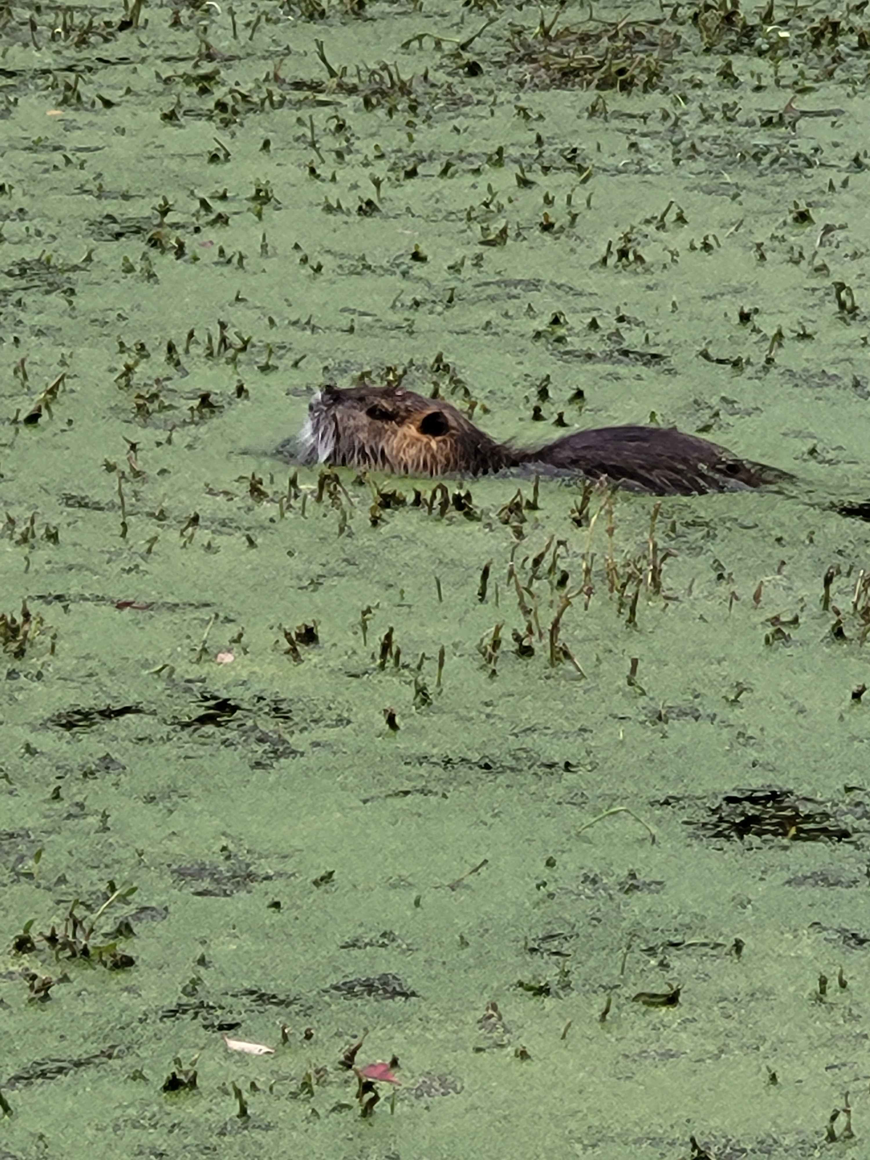Local nutria